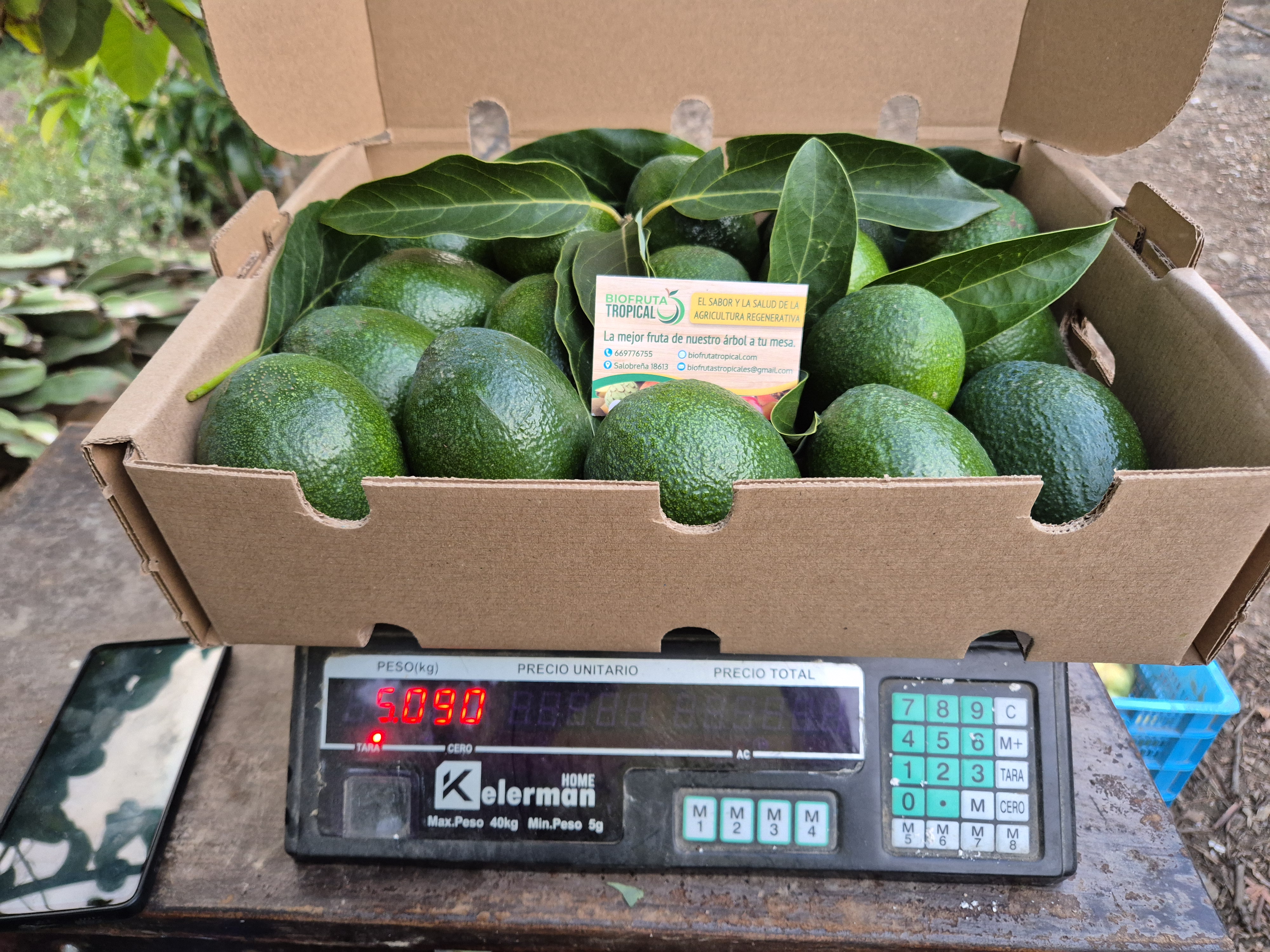 Mix Aguacate y Mango 5kgr