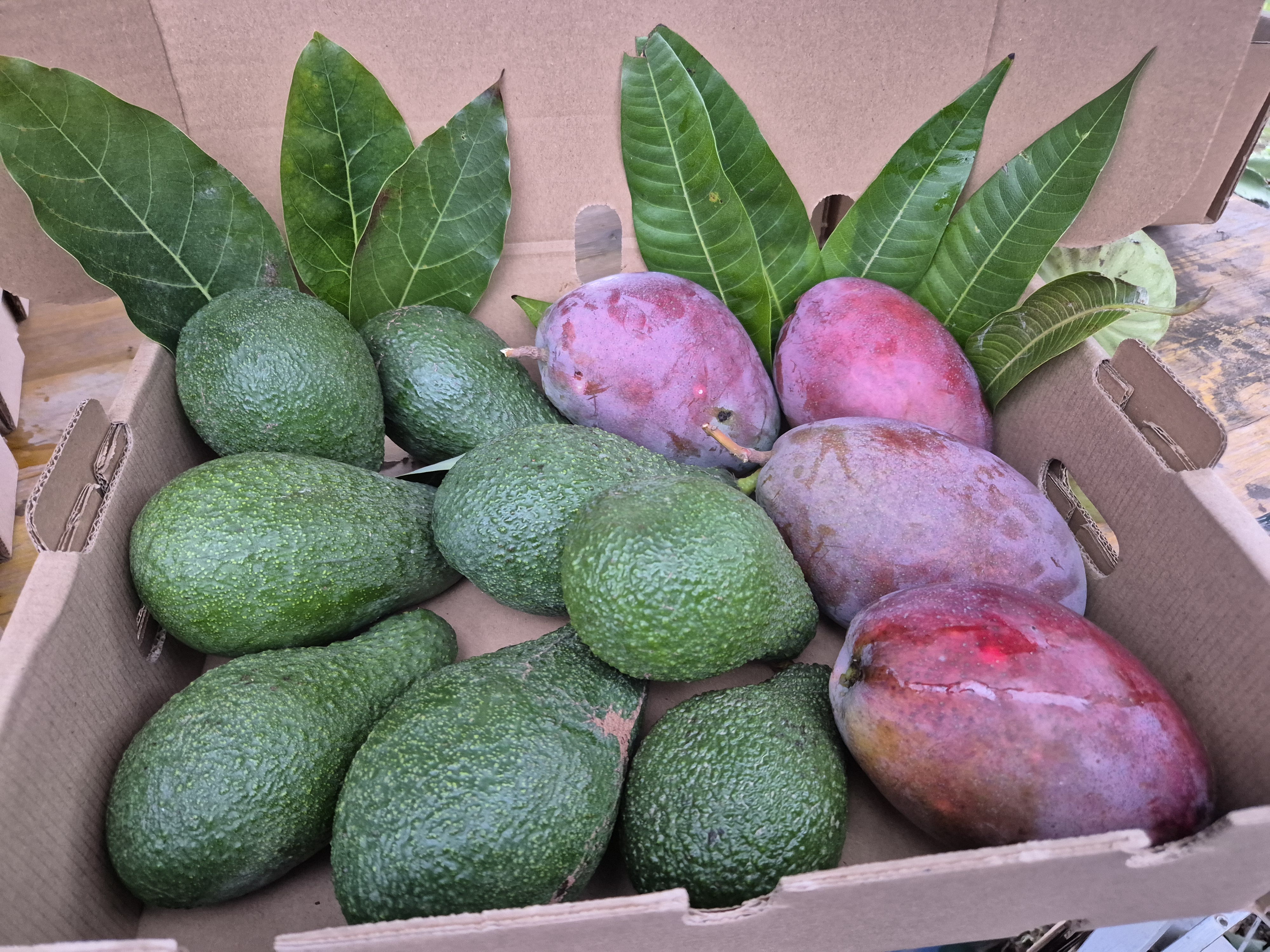Mix Aguacate y Mango 5kgr