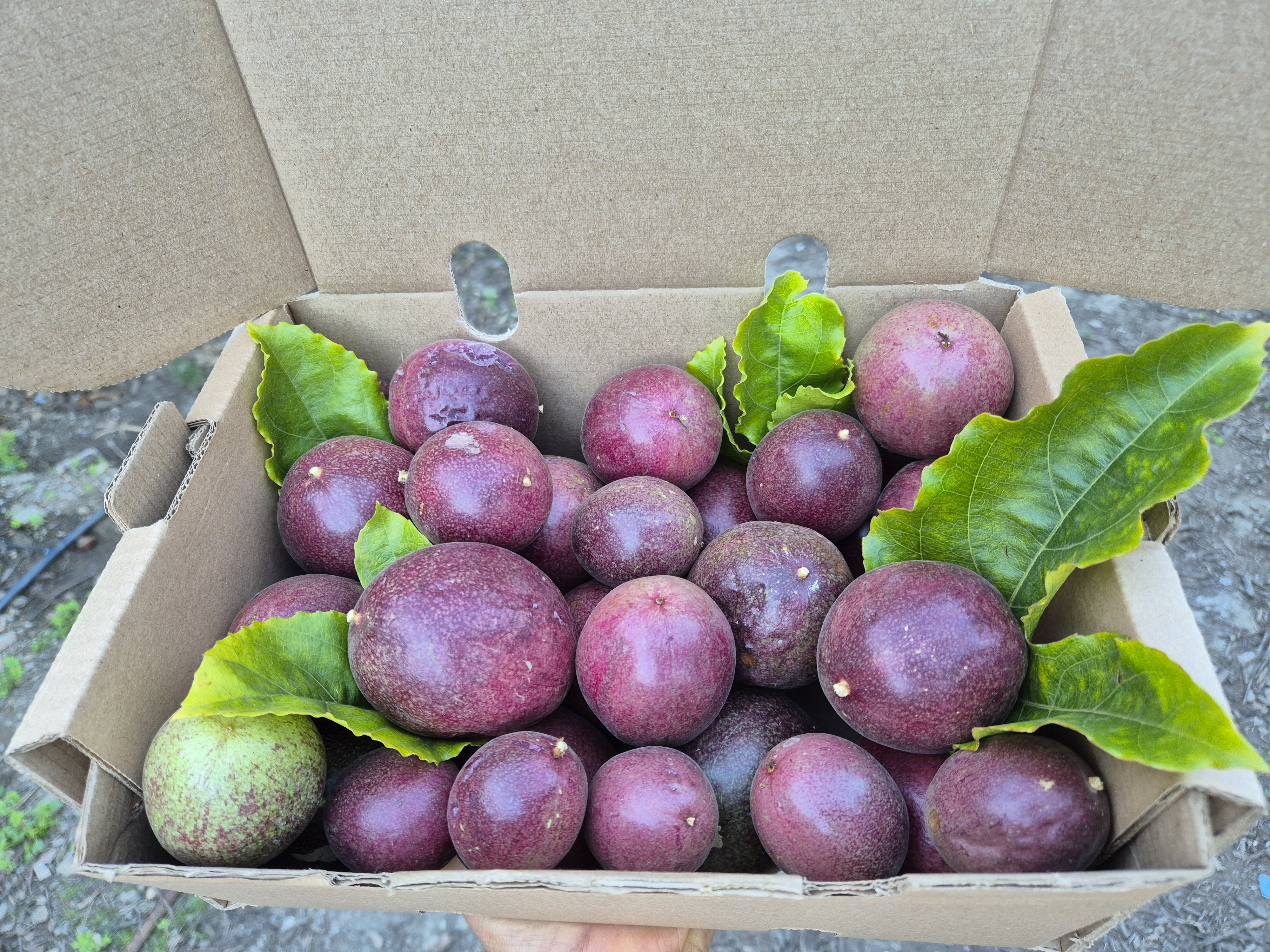 Maracuyá morada ecológica