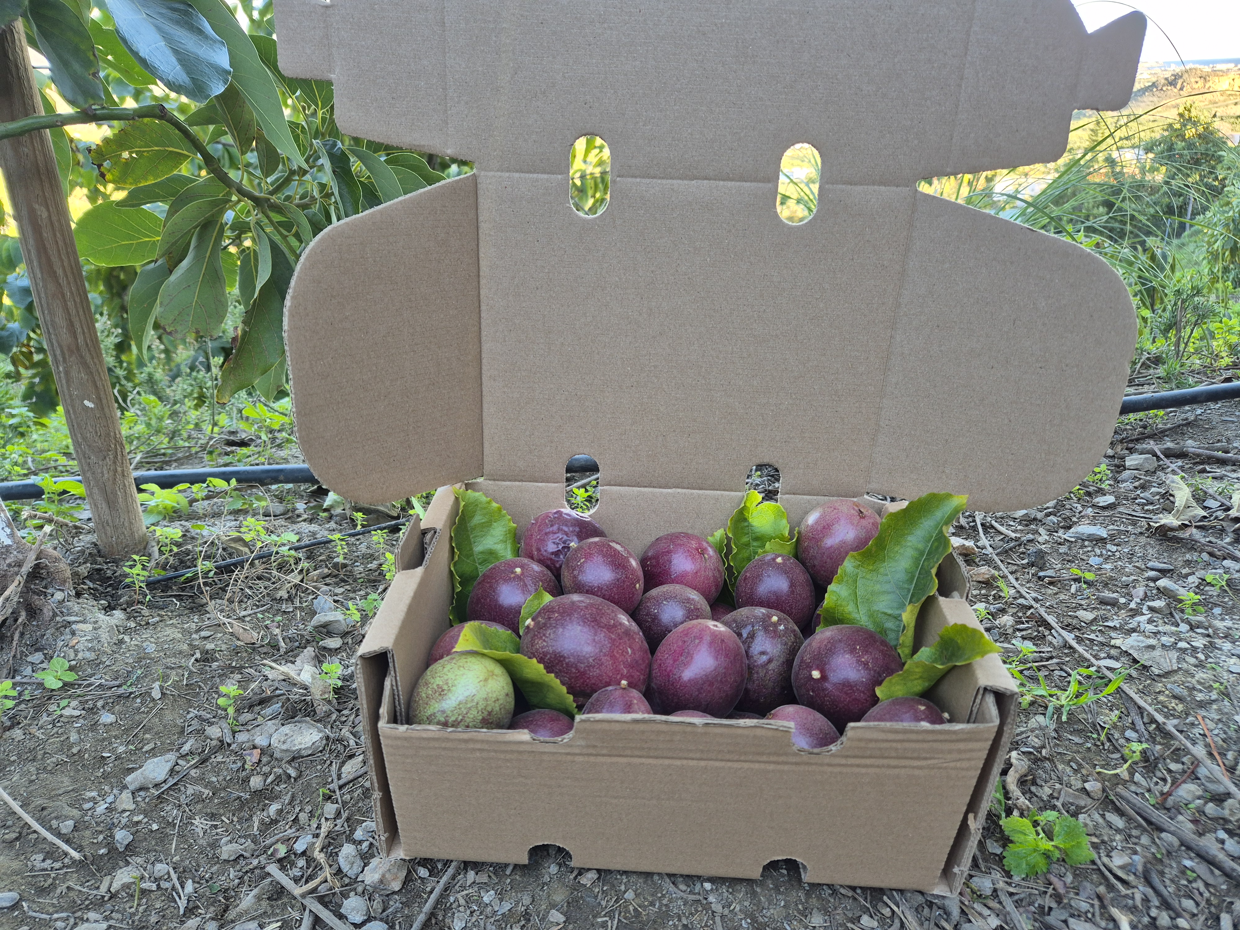 Maracuyá morada ecológica