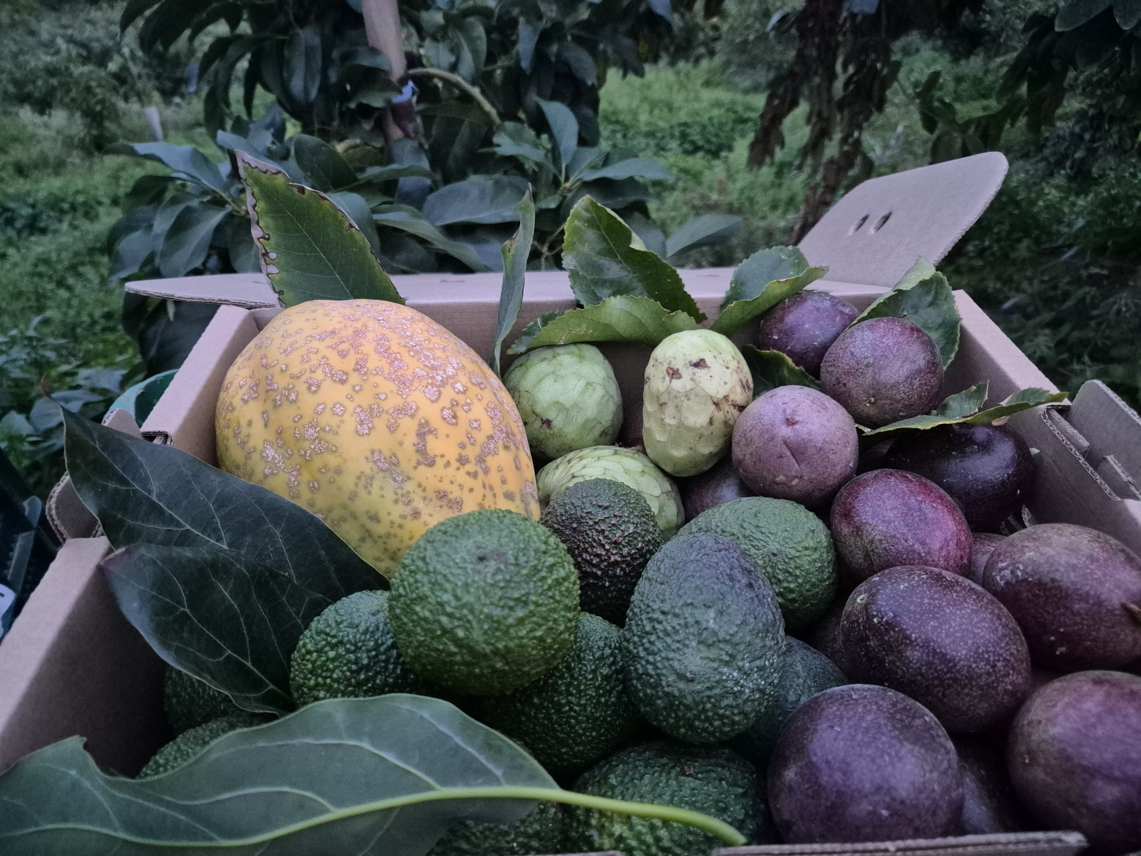 MIX FRUTA TROPICAL DE TEMPORADA 