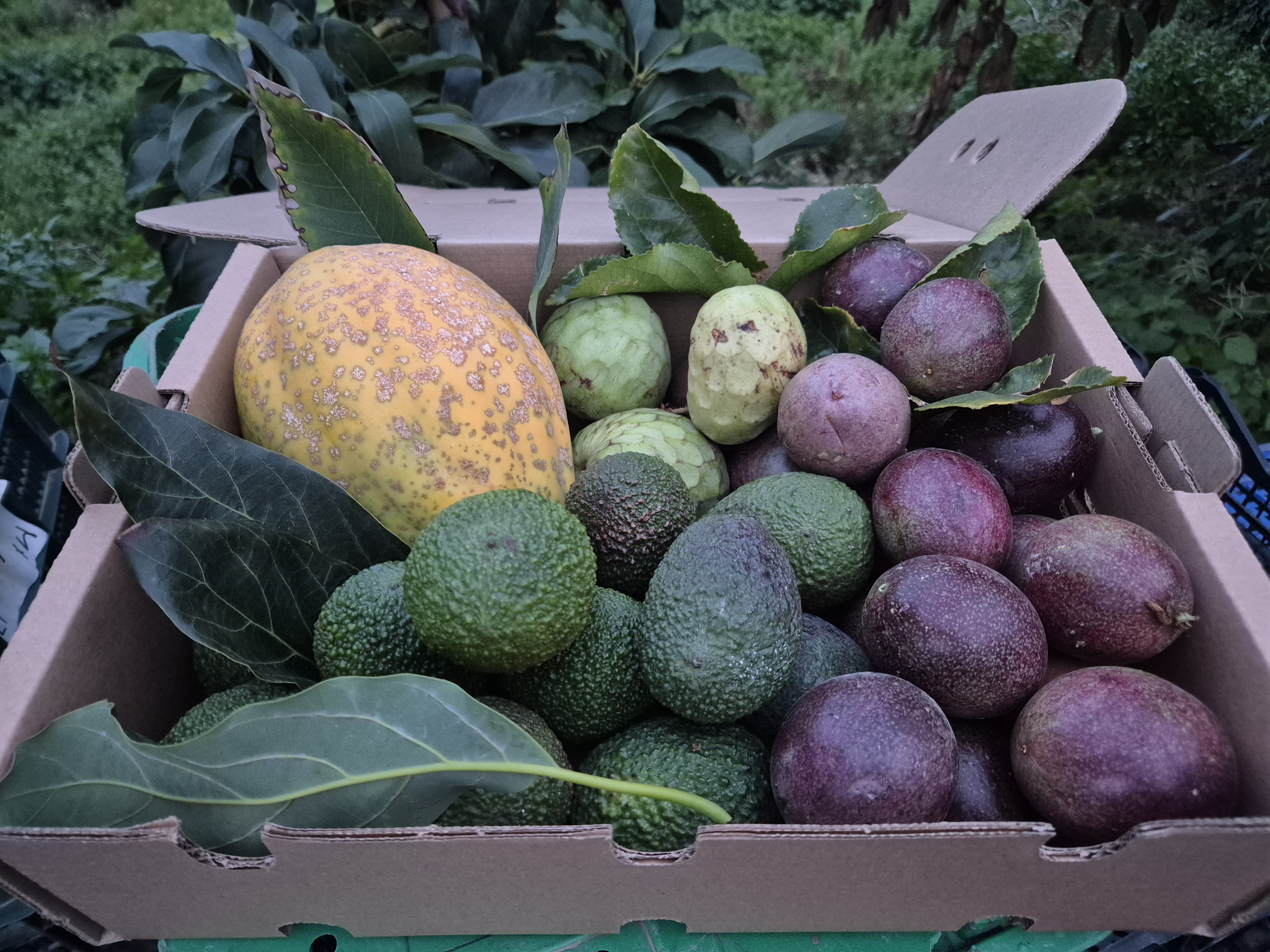 MIX FRUTA TROPICAL DE TEMPORADA 