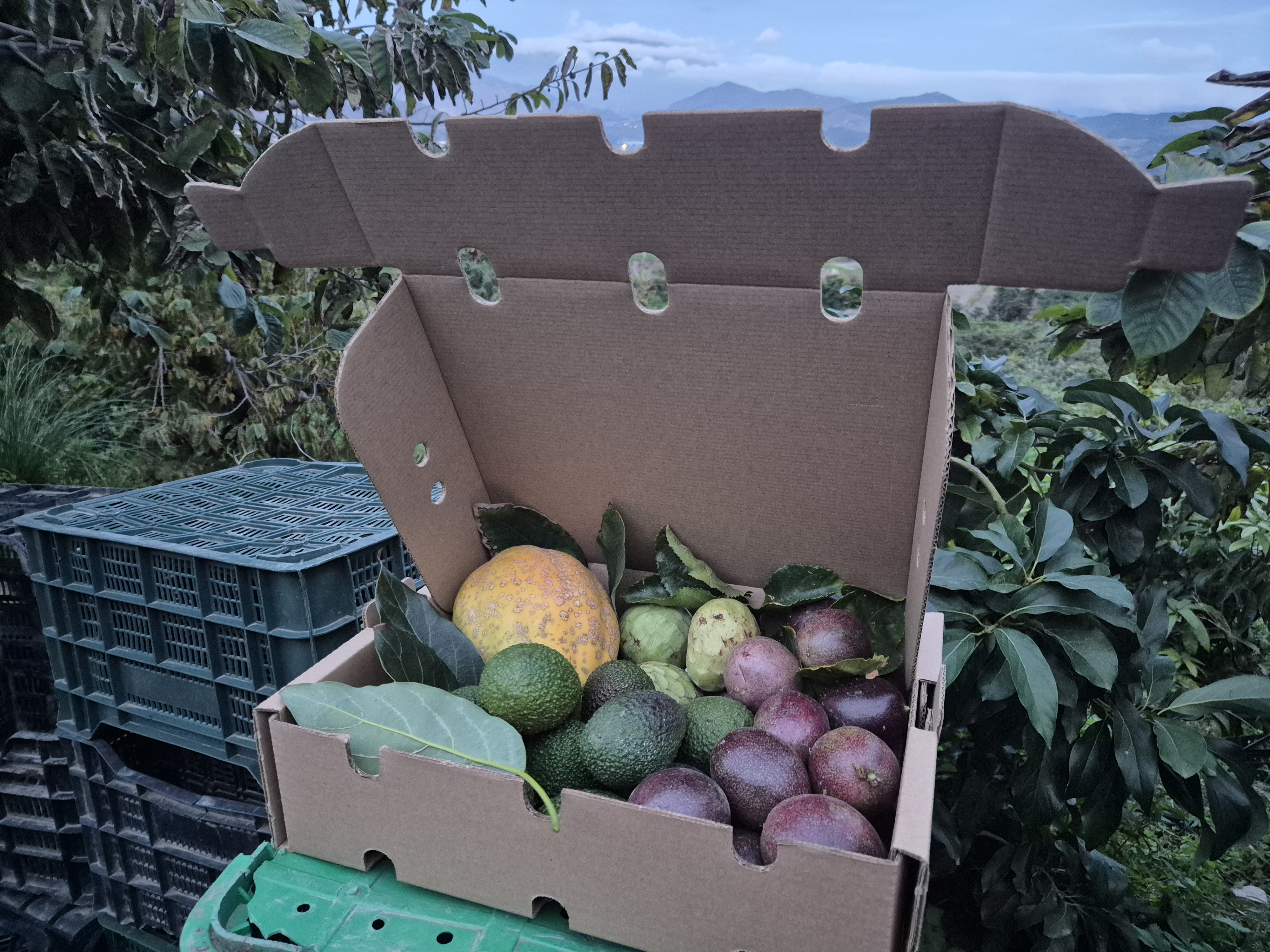 MIX FRUTA TROPICAL DE TEMPORADA 