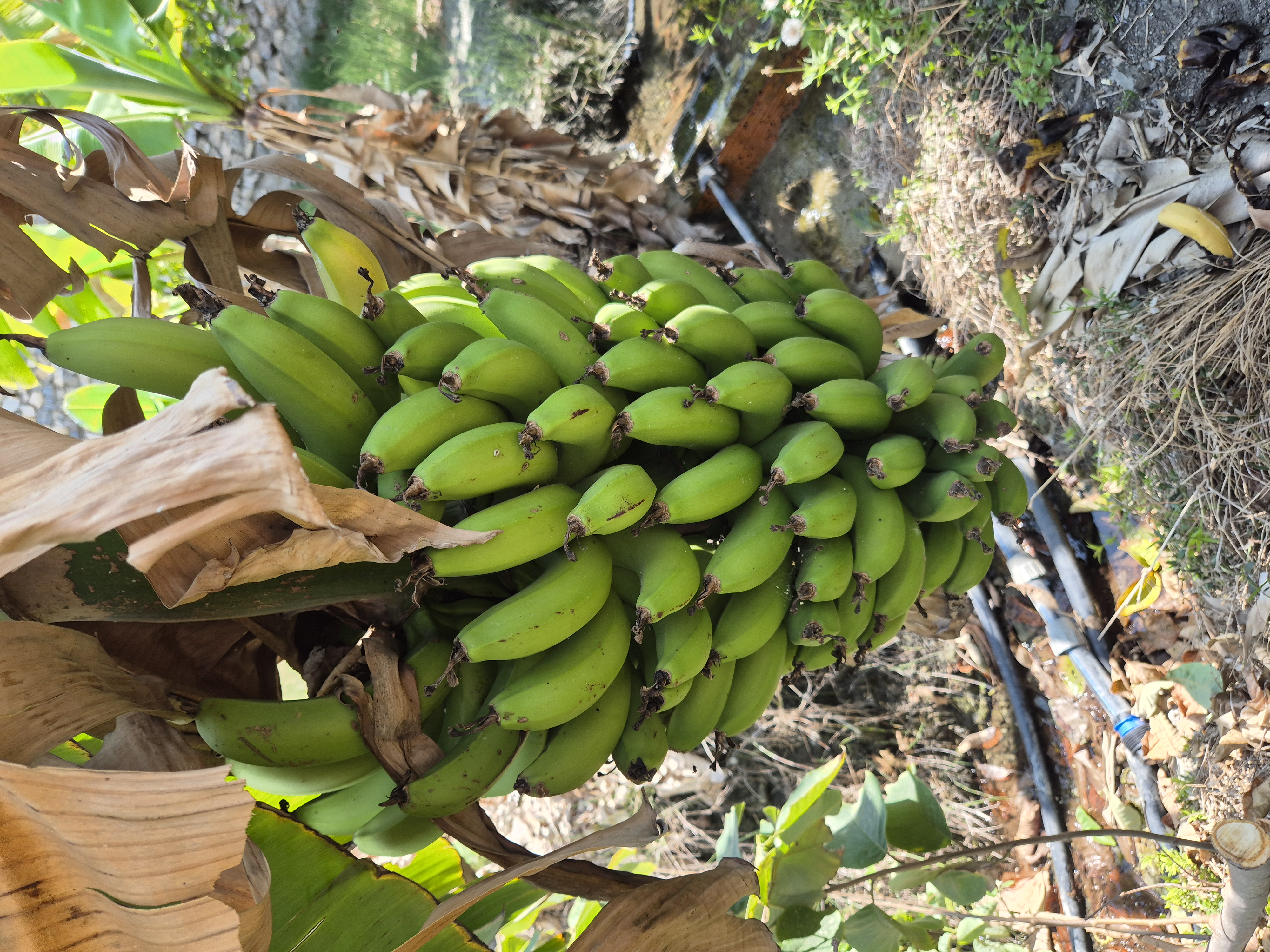 Plátano ecologico