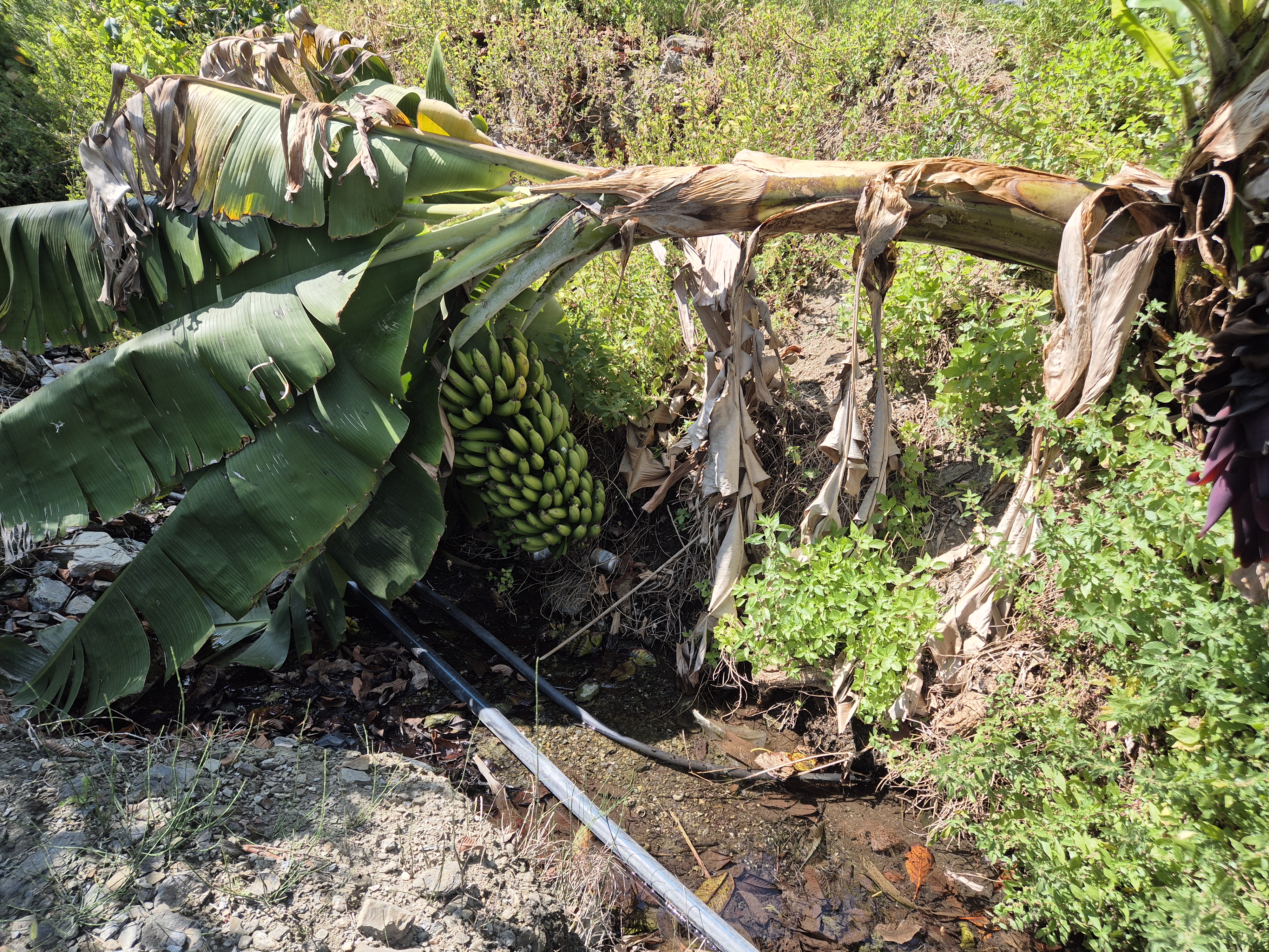 Plátano ecologico