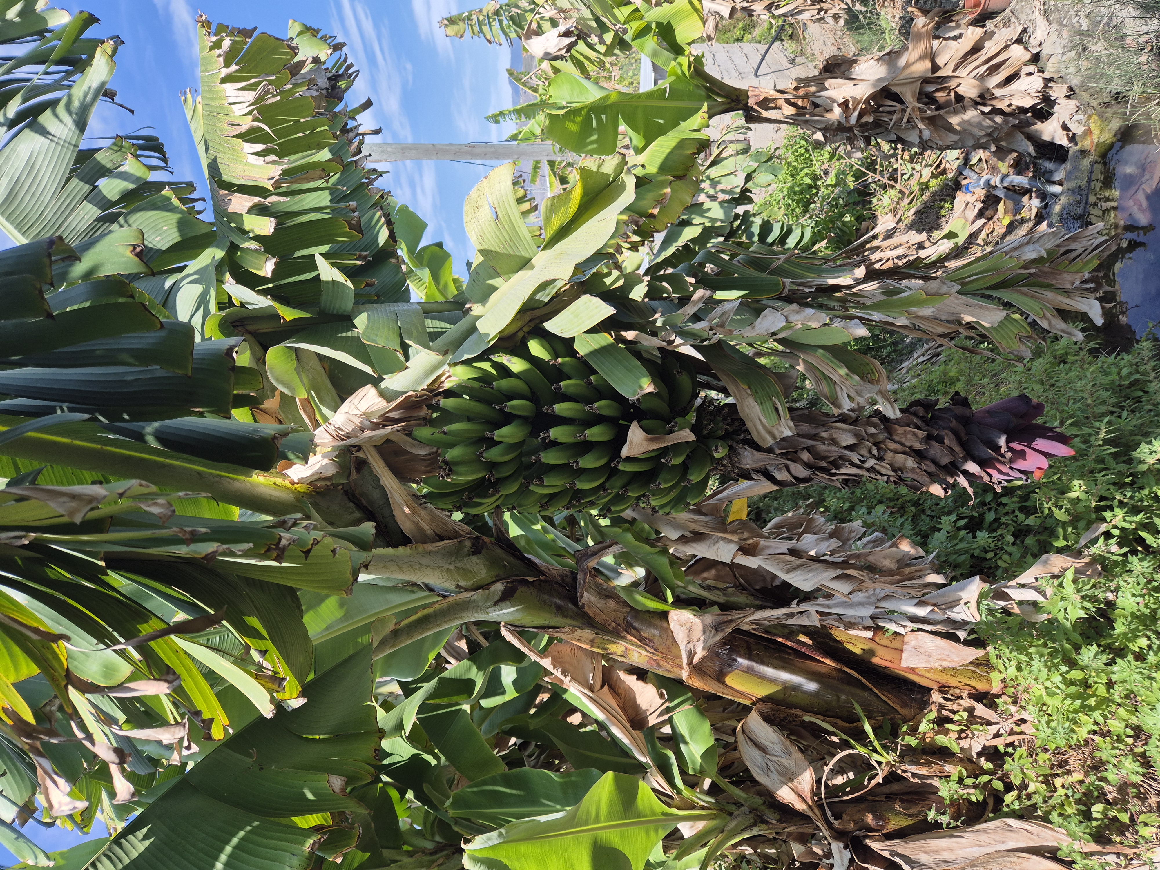 Plátano ecologico