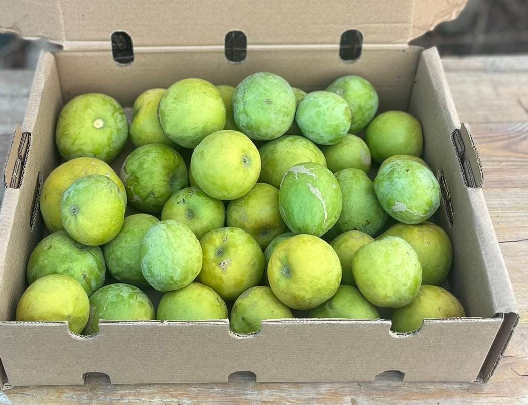 Zapote Blanco: El Tesoro Tropical de Junio