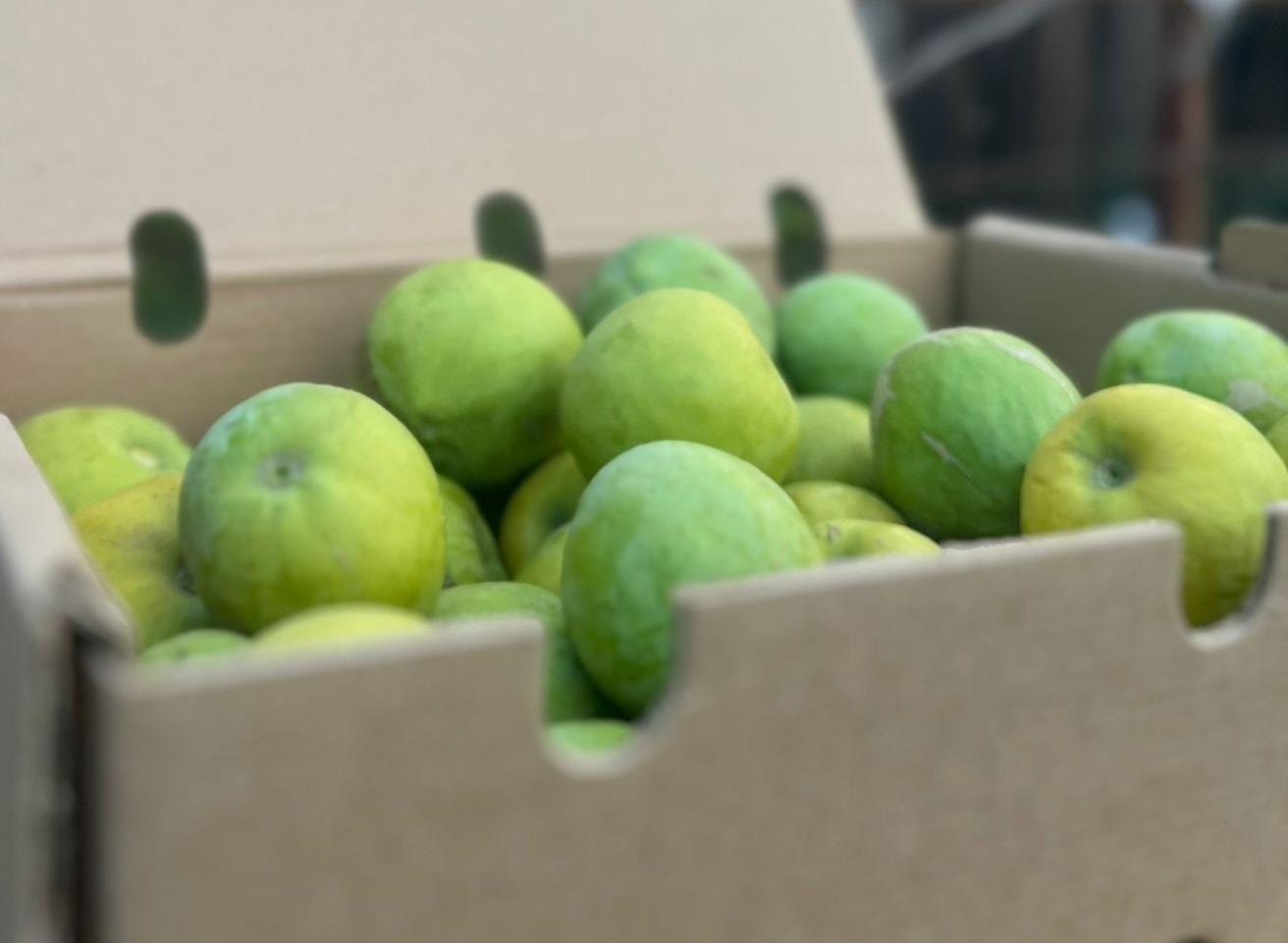 Zapote Blanco: El Tesoro Tropical de Junio