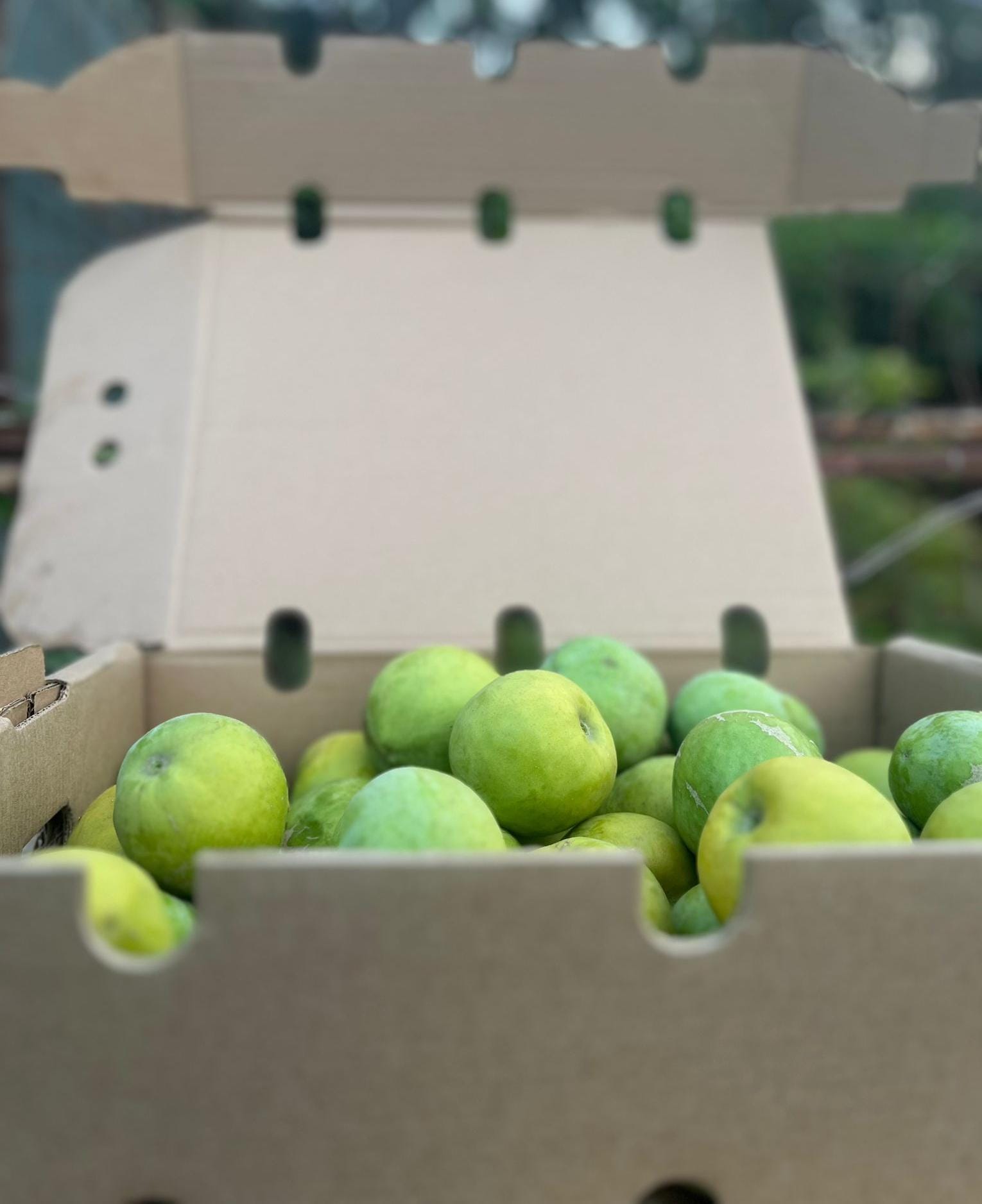 Zapote Blanco: El Tesoro Tropical de Junio