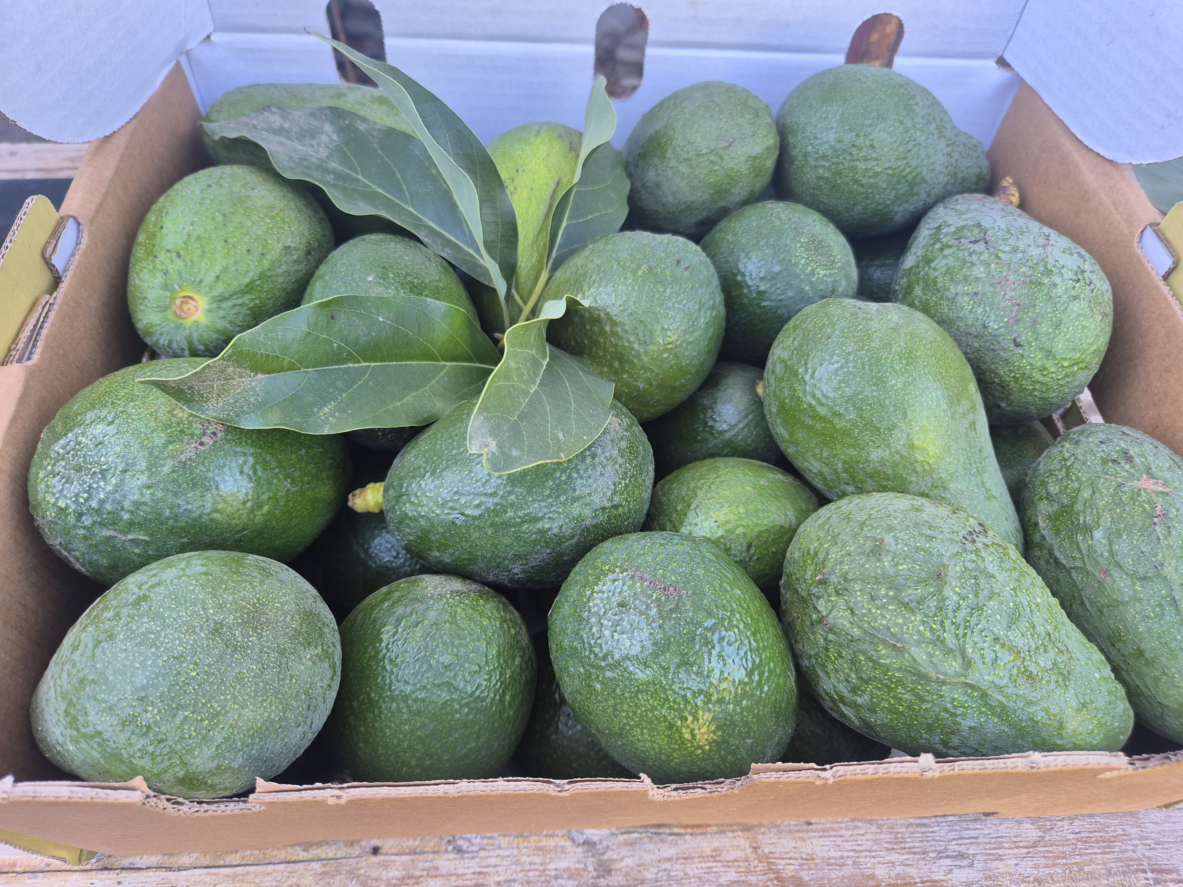 Mix Aguacate Bacon y Fuerte