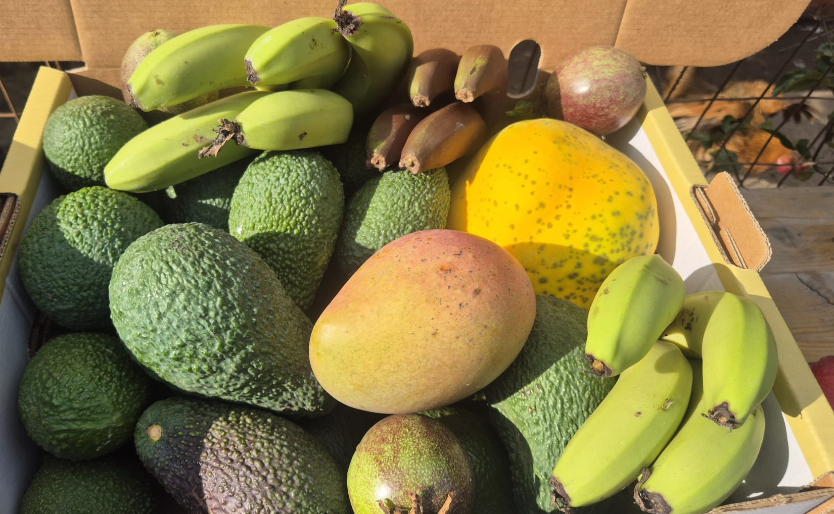 MIX FRUTA TROPICAL DE TEMPORADA 