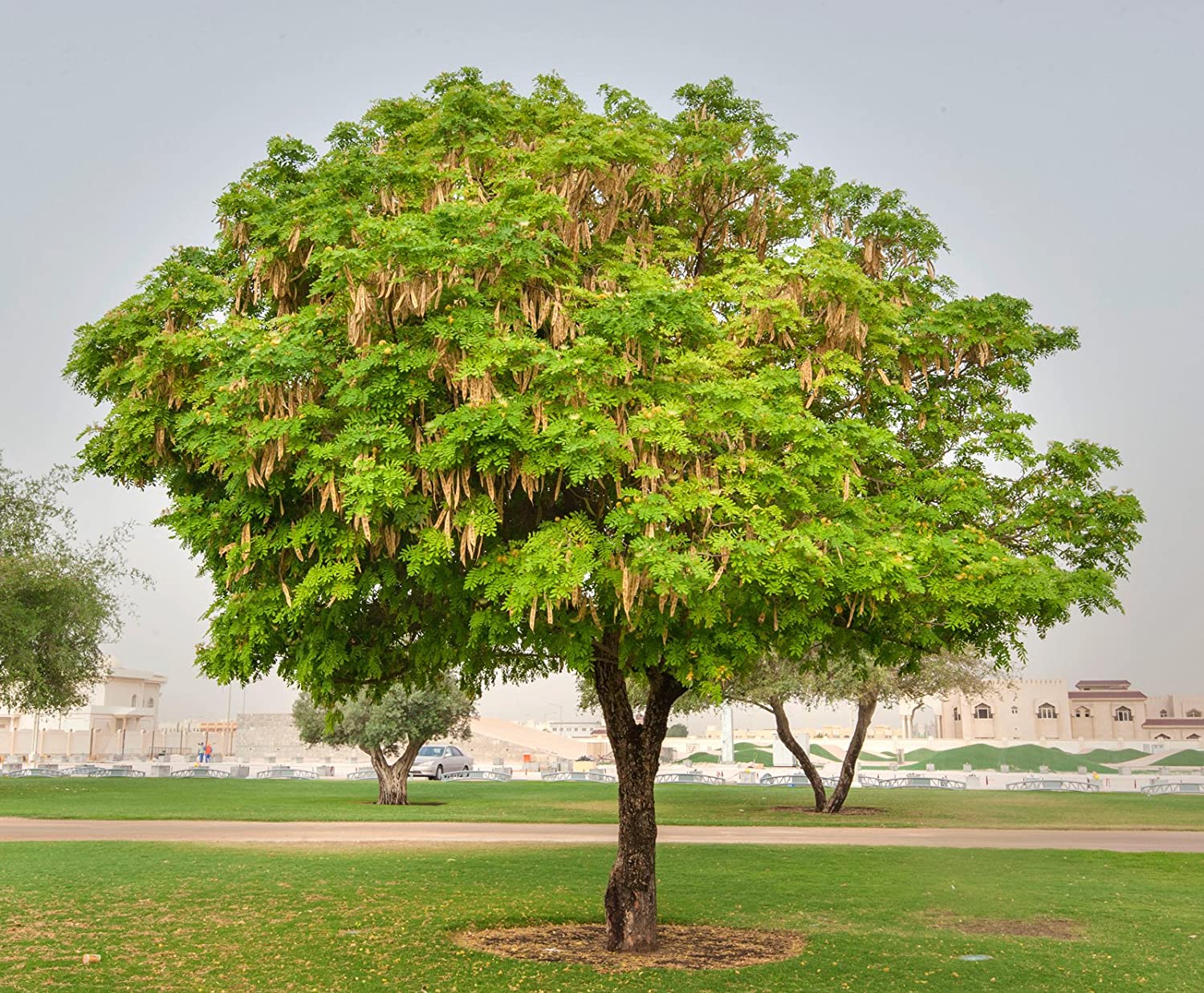 شجرة البرهام