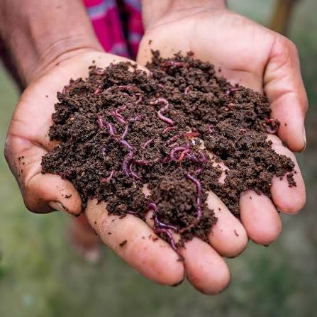 Organic Vermicompost