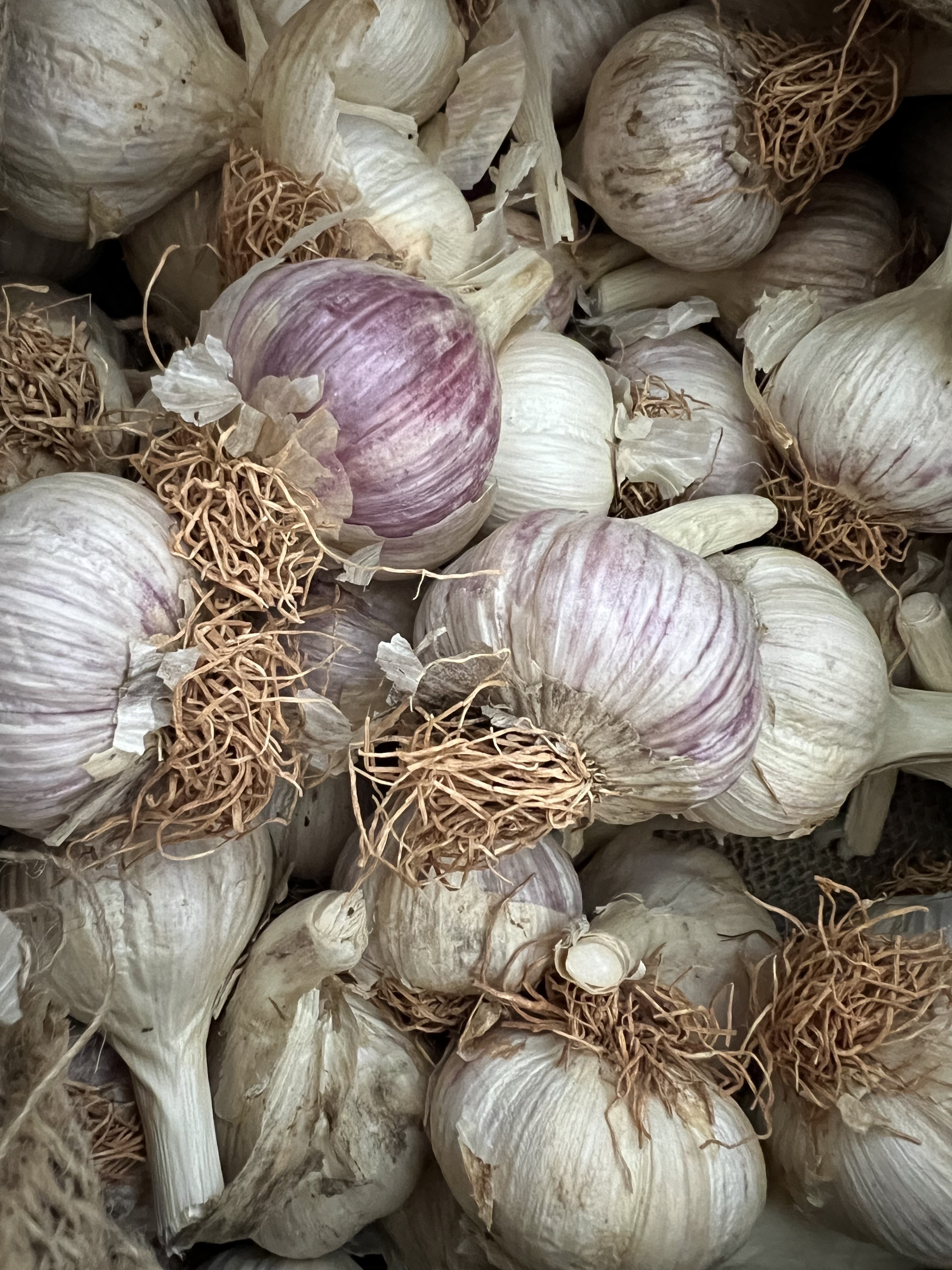 Purple Stripe Garlic