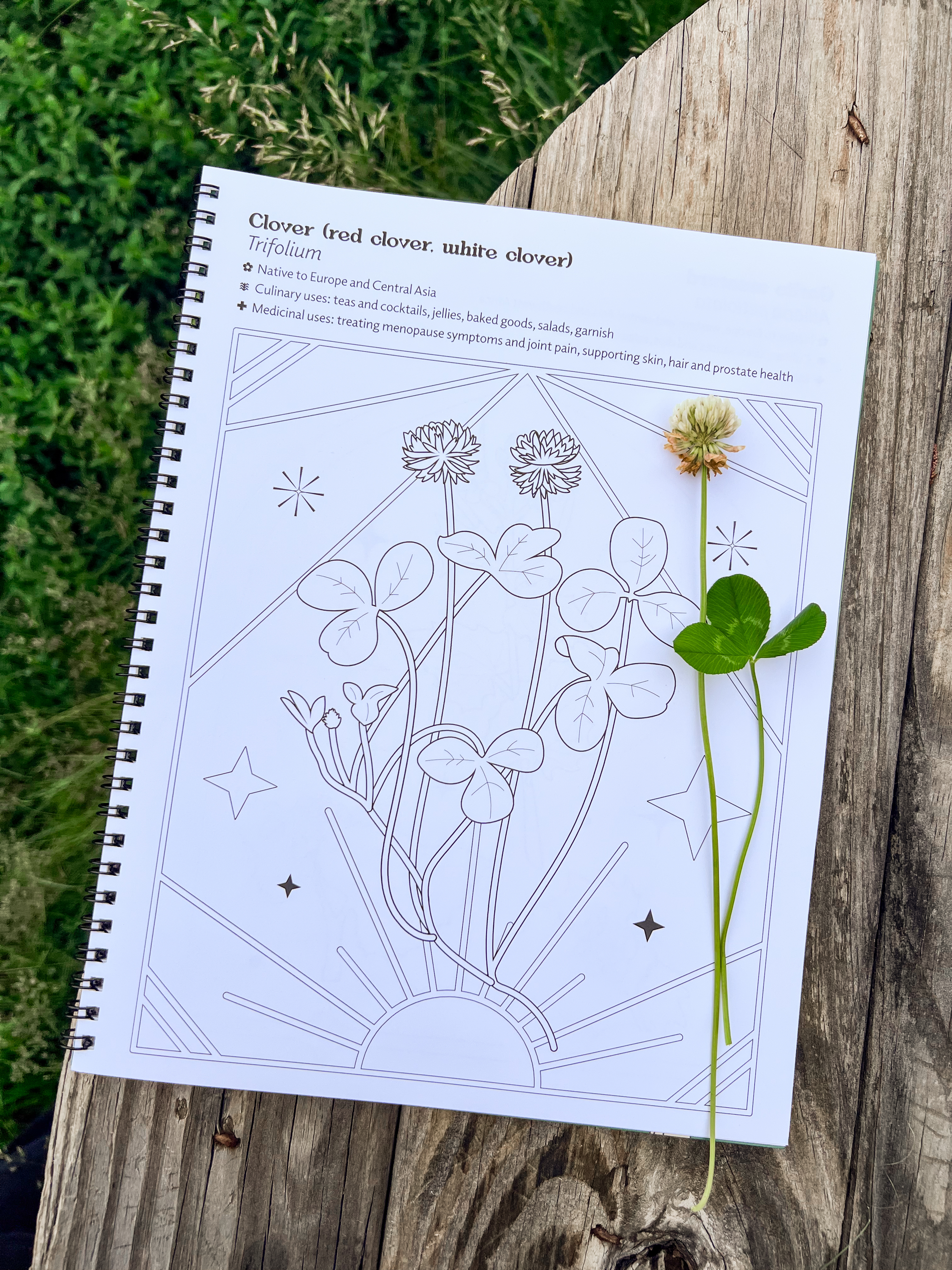 Coloring Book - Edible & Medicinal Plants & Fungi