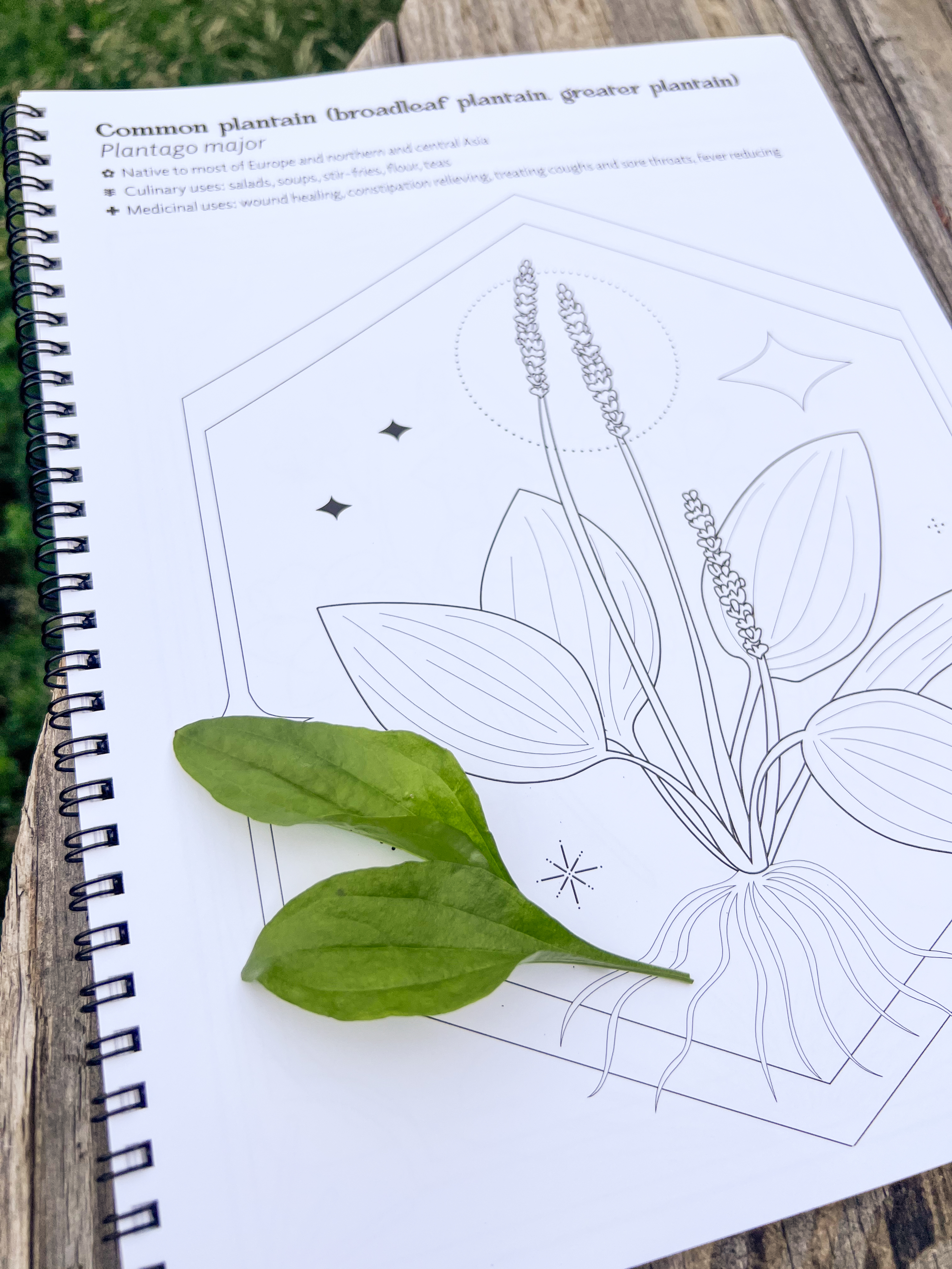 Coloring Book - Edible & Medicinal Plants & Fungi