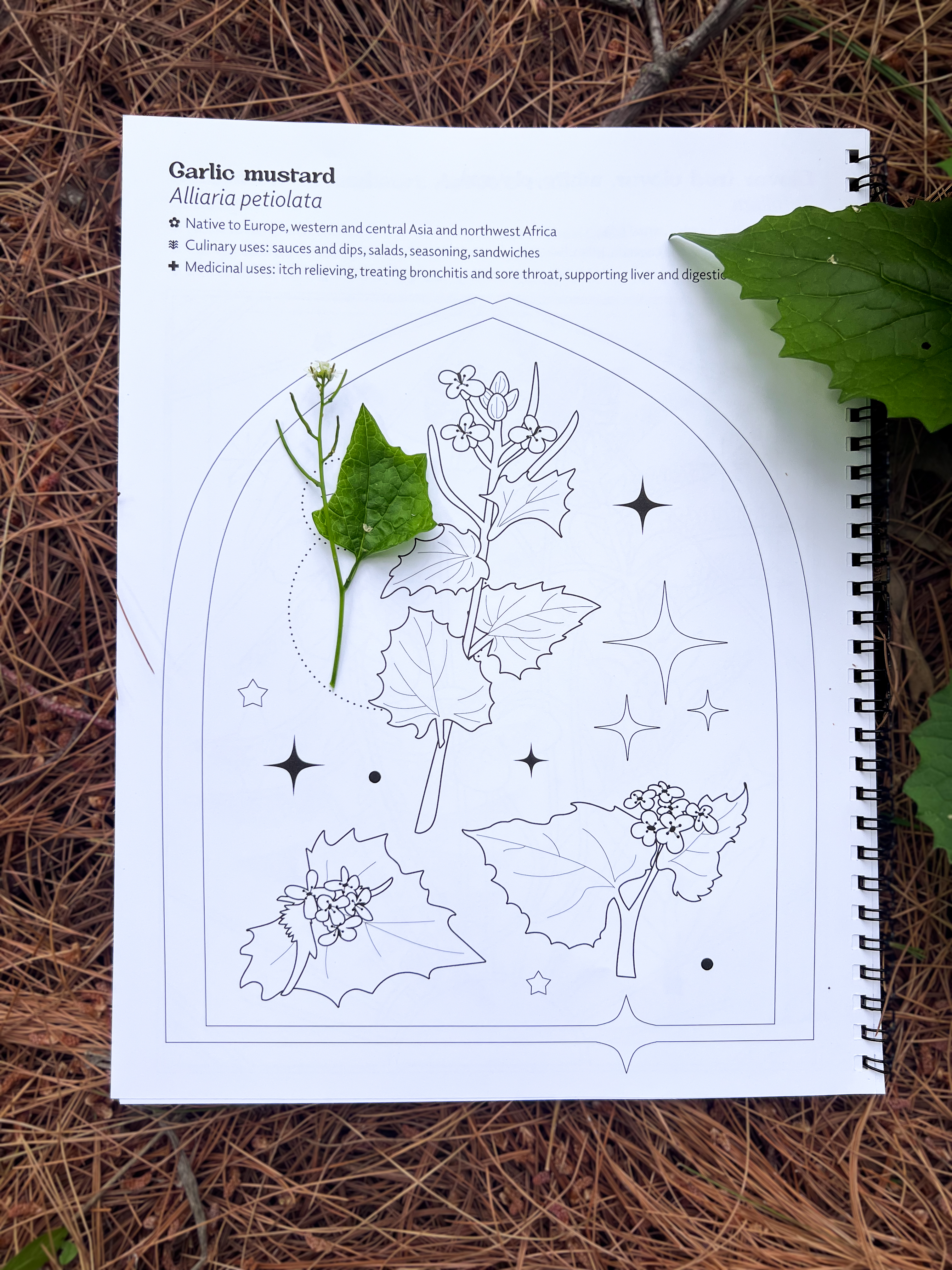 Coloring Book - Edible & Medicinal Plants & Fungi