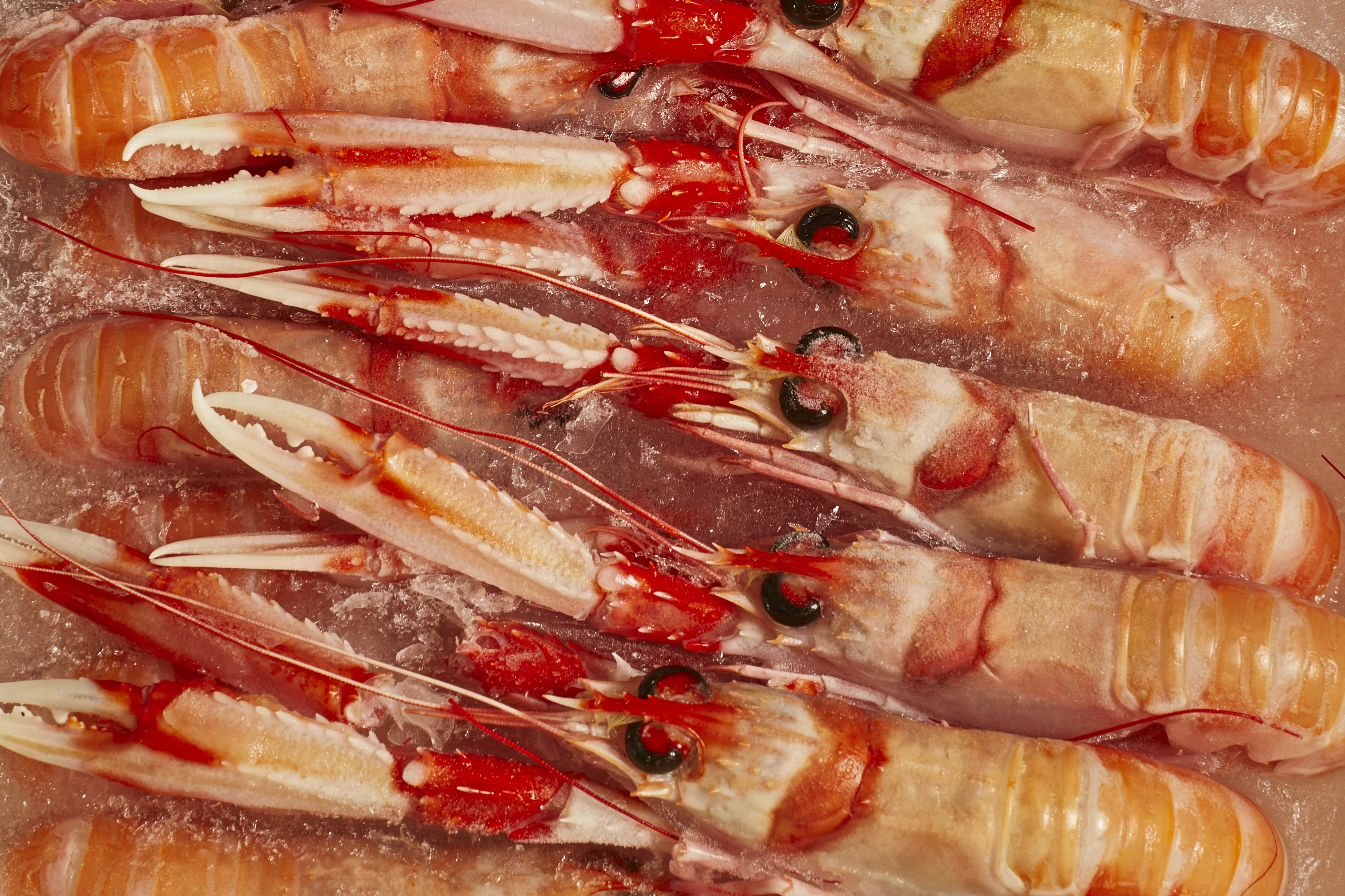 Langoustine 