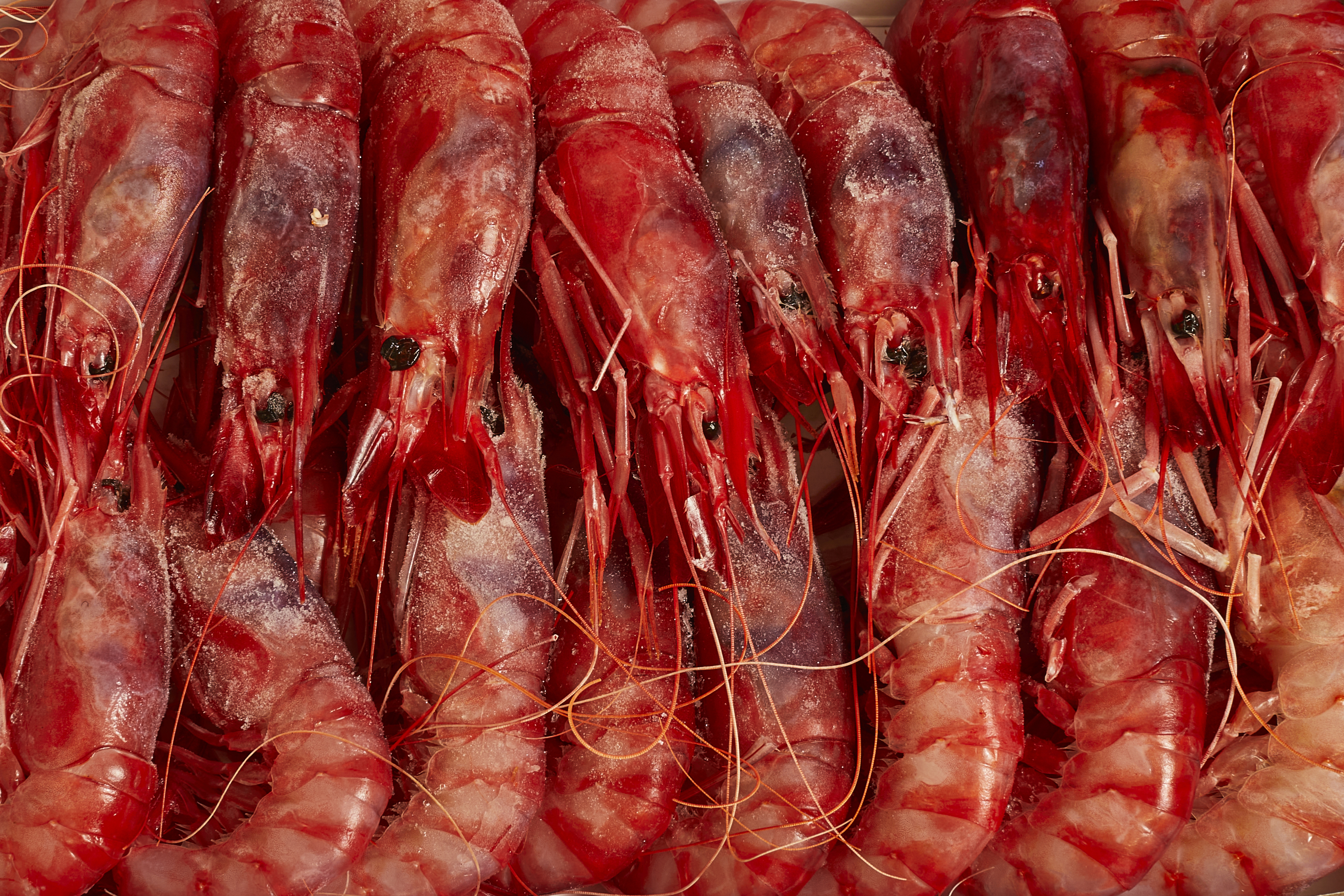 Purple Prawns
