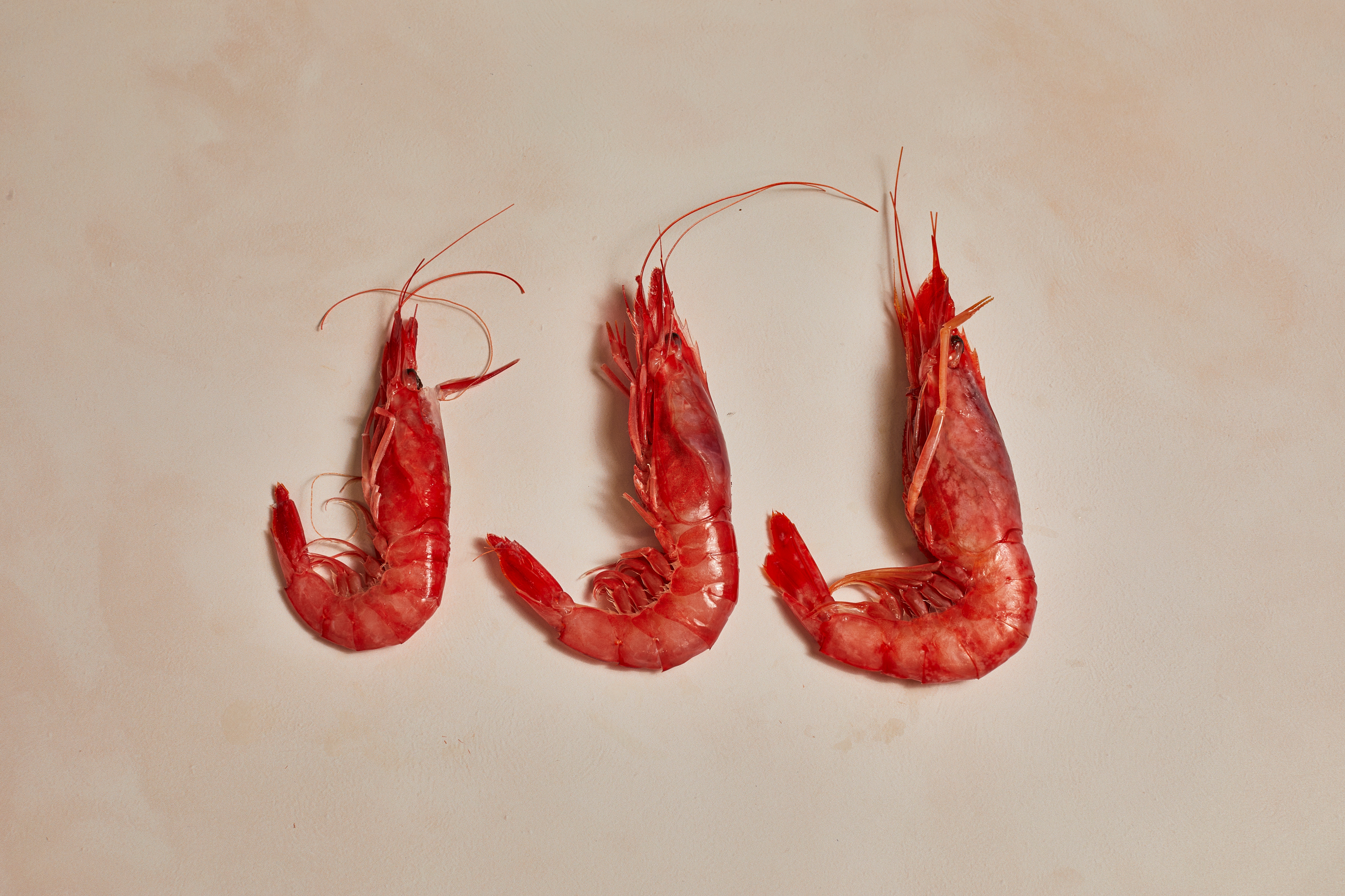 Purple Prawns