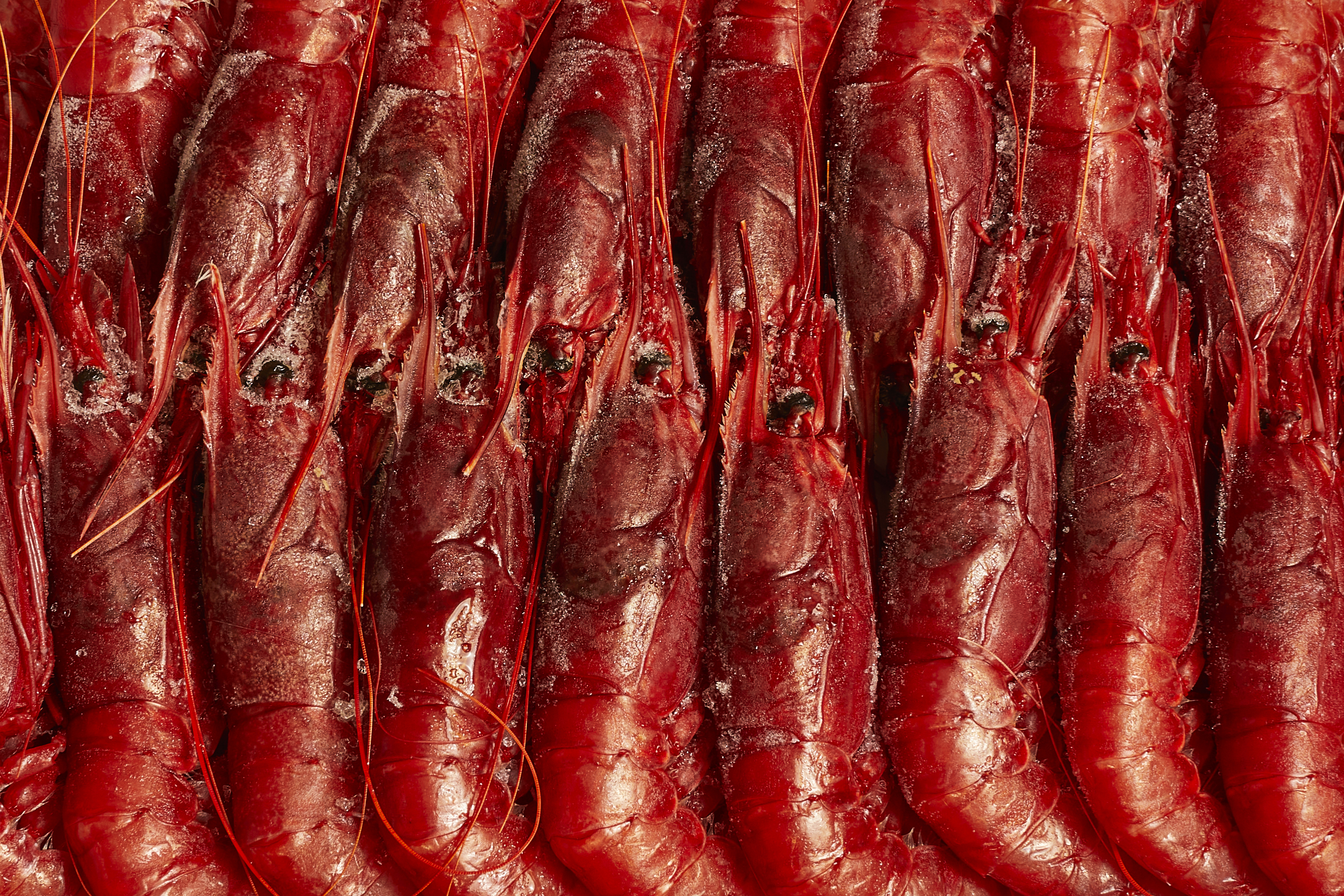 Red Prawns 
