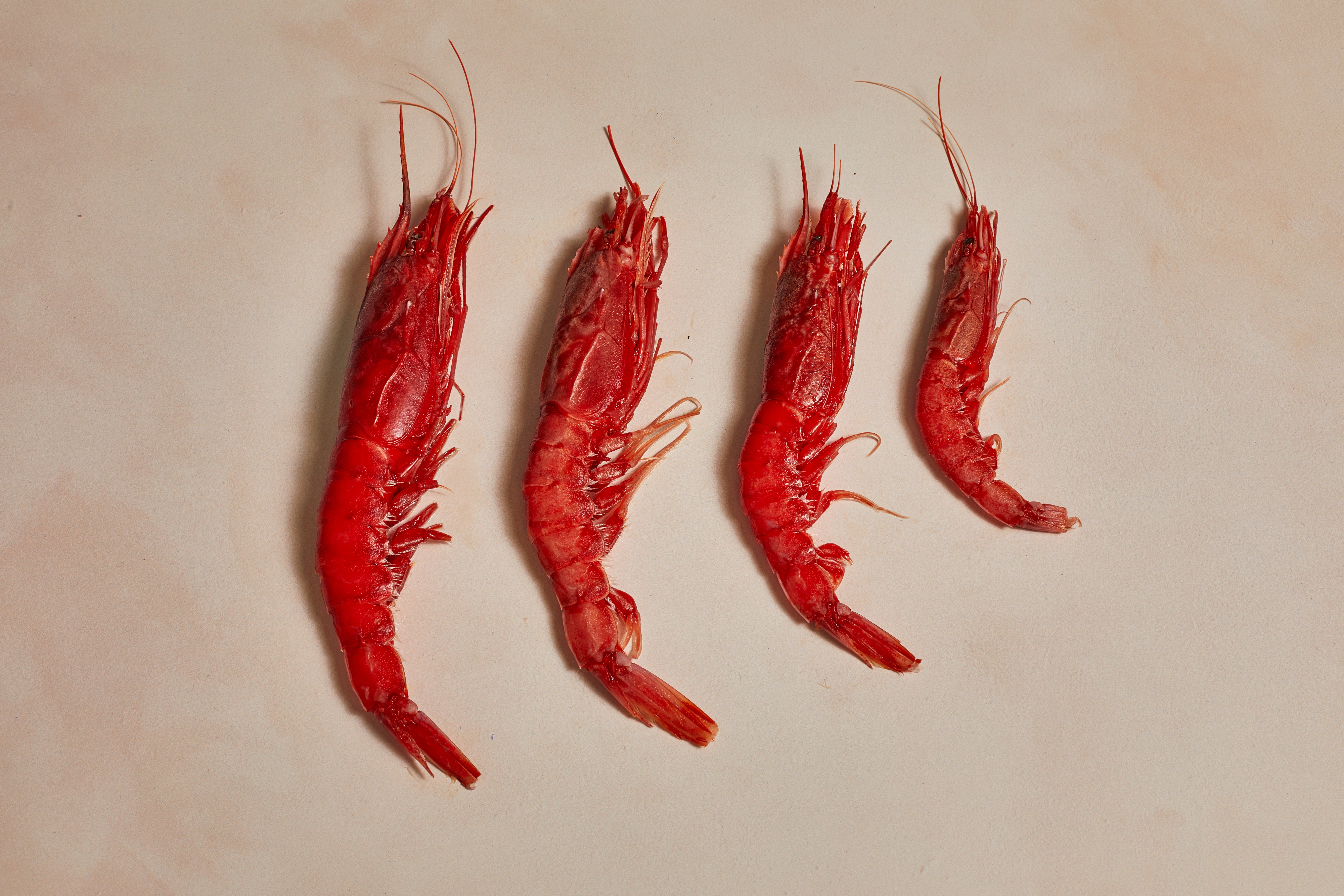 Red Prawns 
