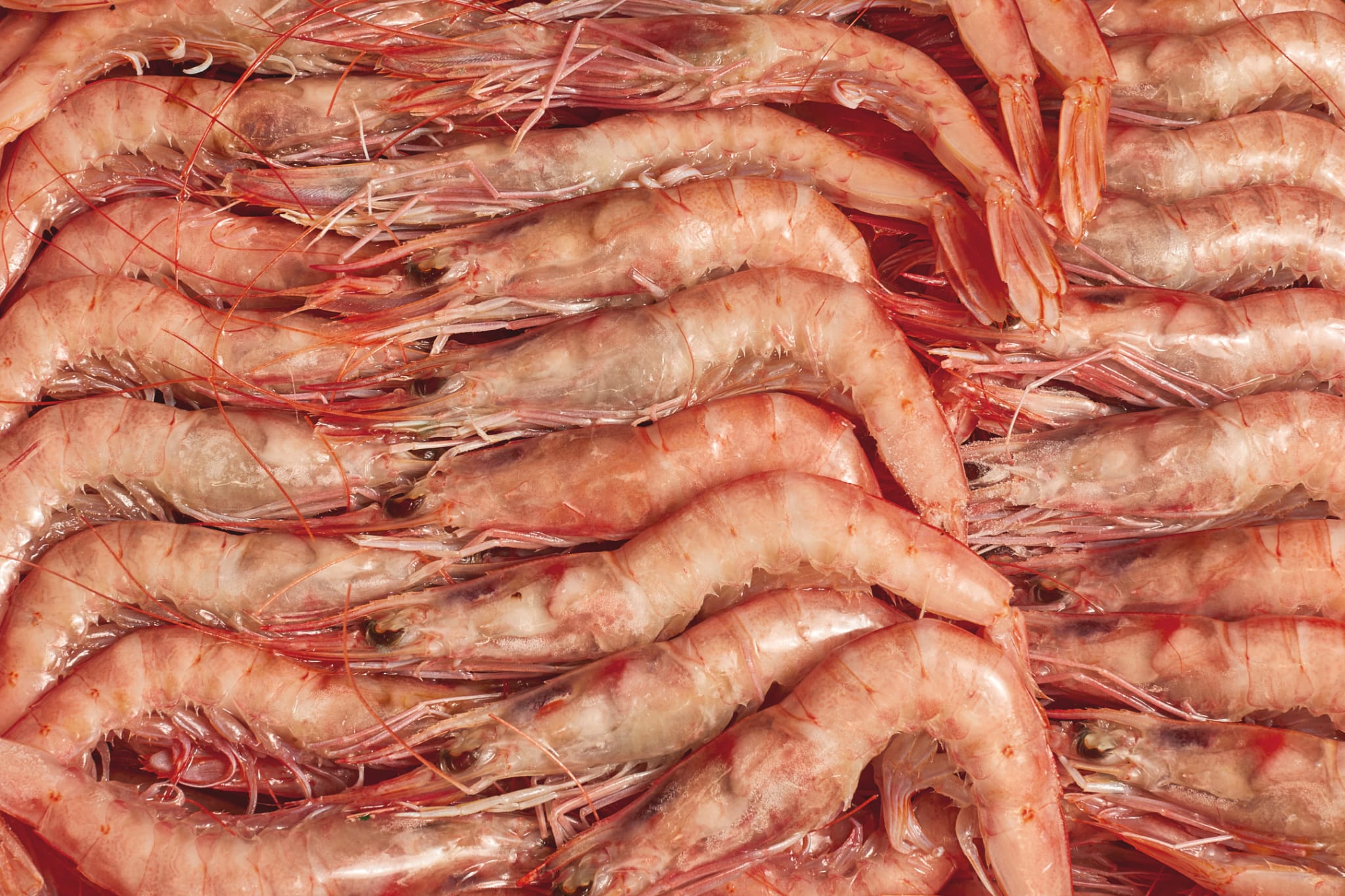 Pink Prawns