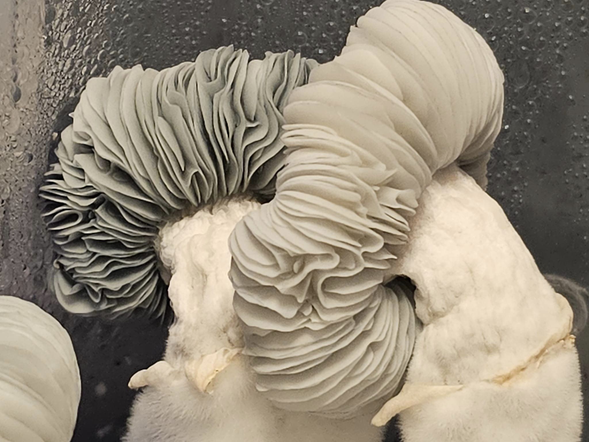 PermaFrost swabs