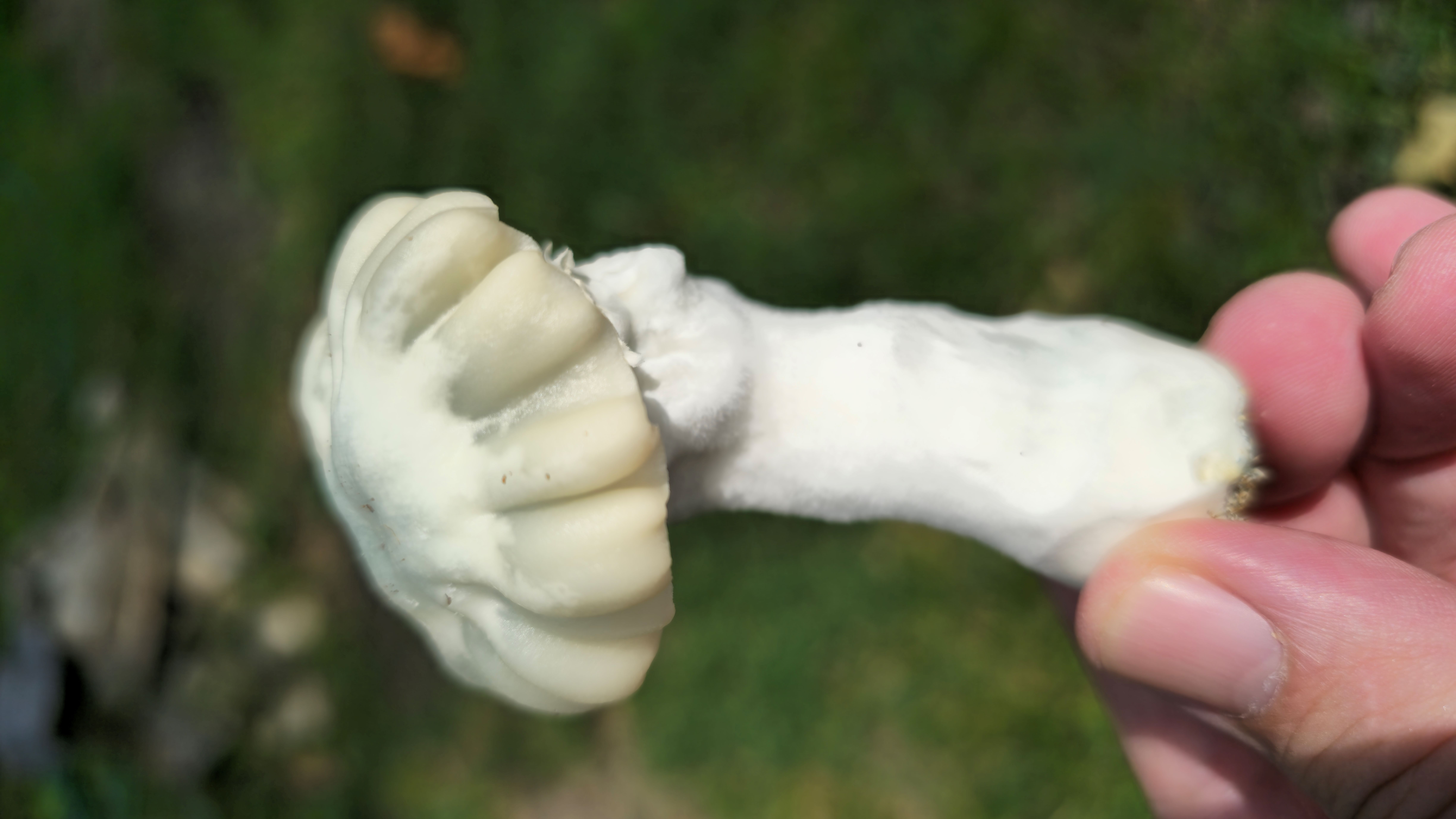 El Blanco swabs