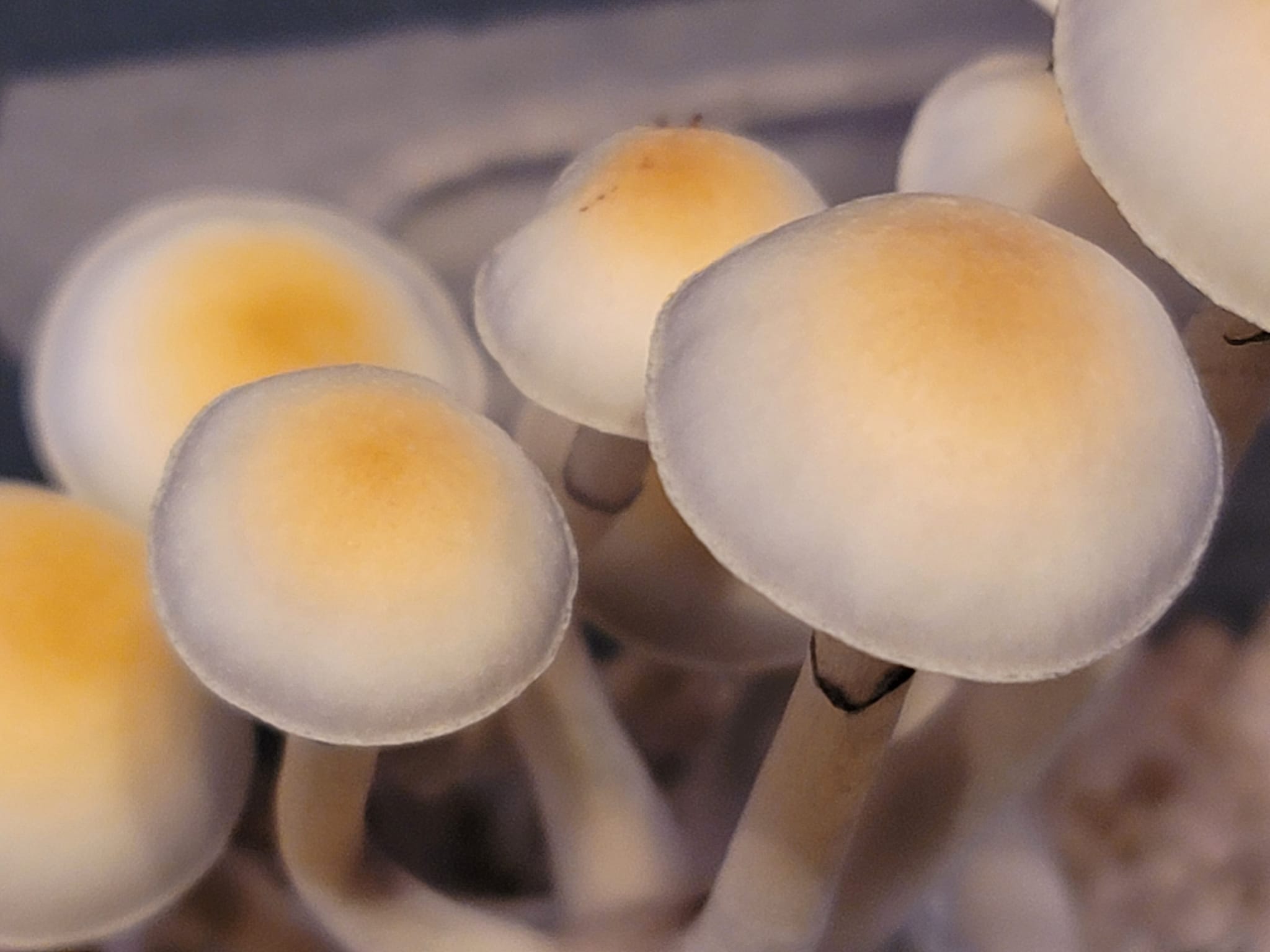 p. ochraceocentrata (formerly "pnat") swabs