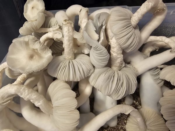 Jack Frost swabs