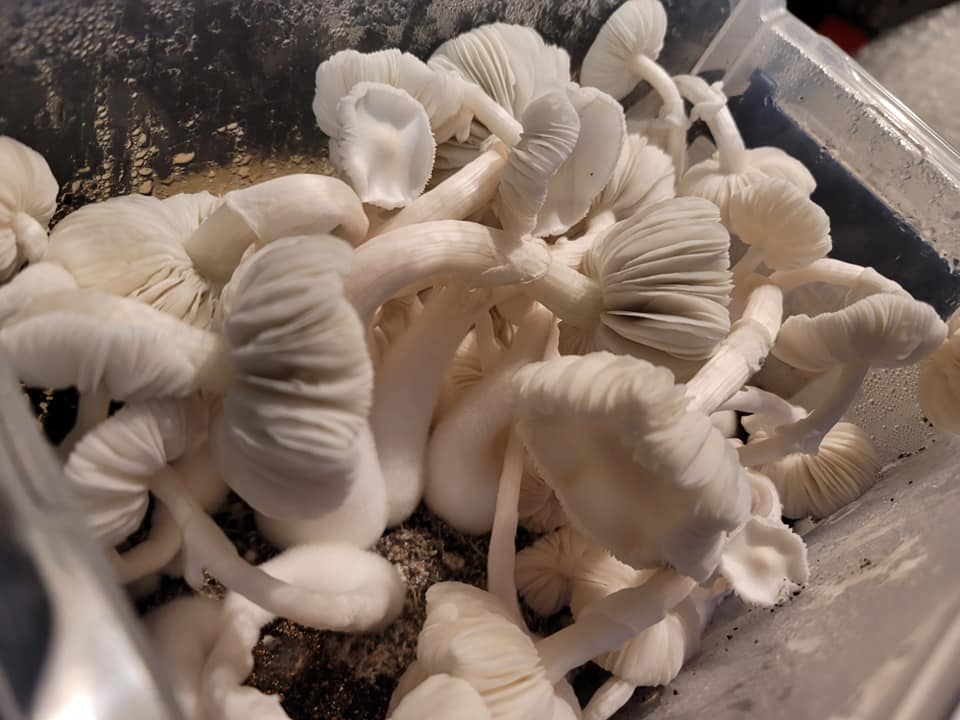 Albino Normak swabs
