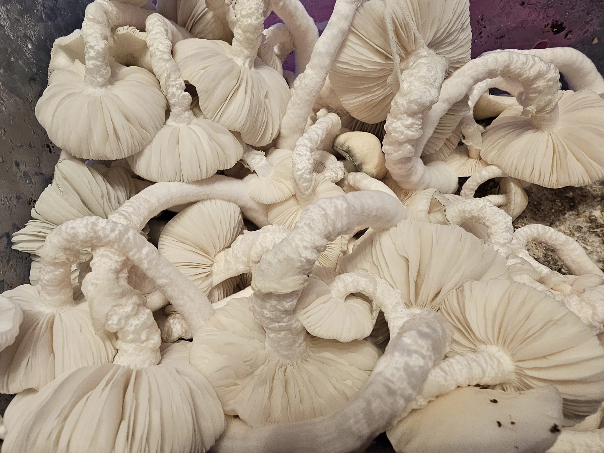 Albino Huautla swabs
