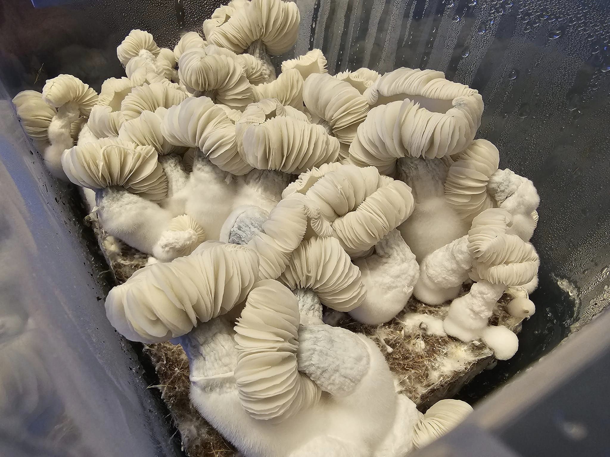 Alien Egg Whites swabs