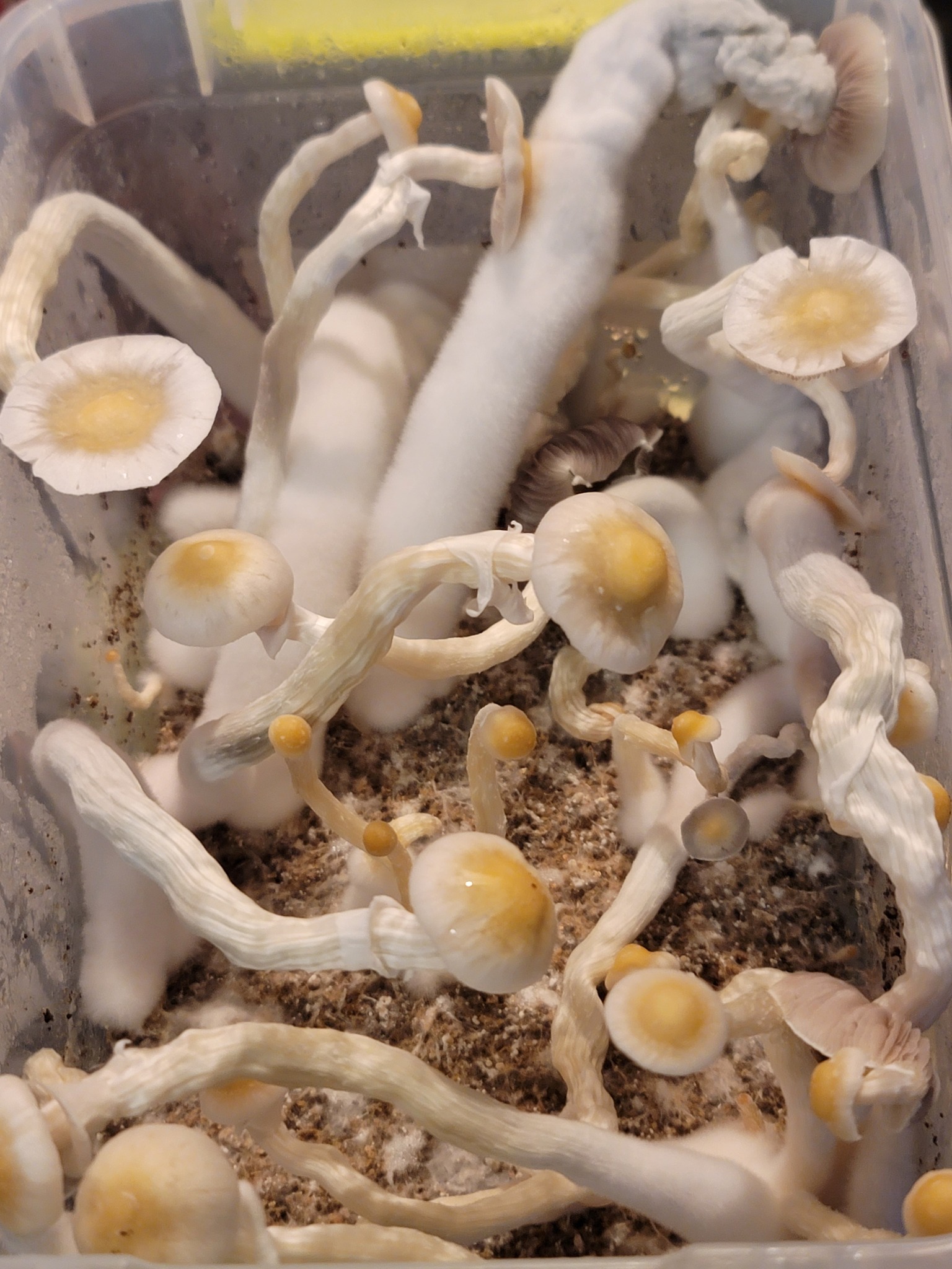 Alien Egg Noodles swabs