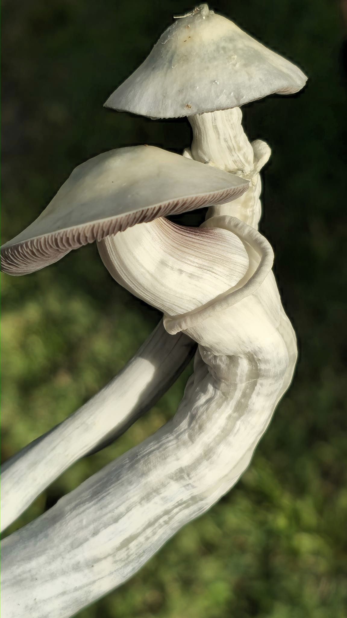 Leucistic Gollum print