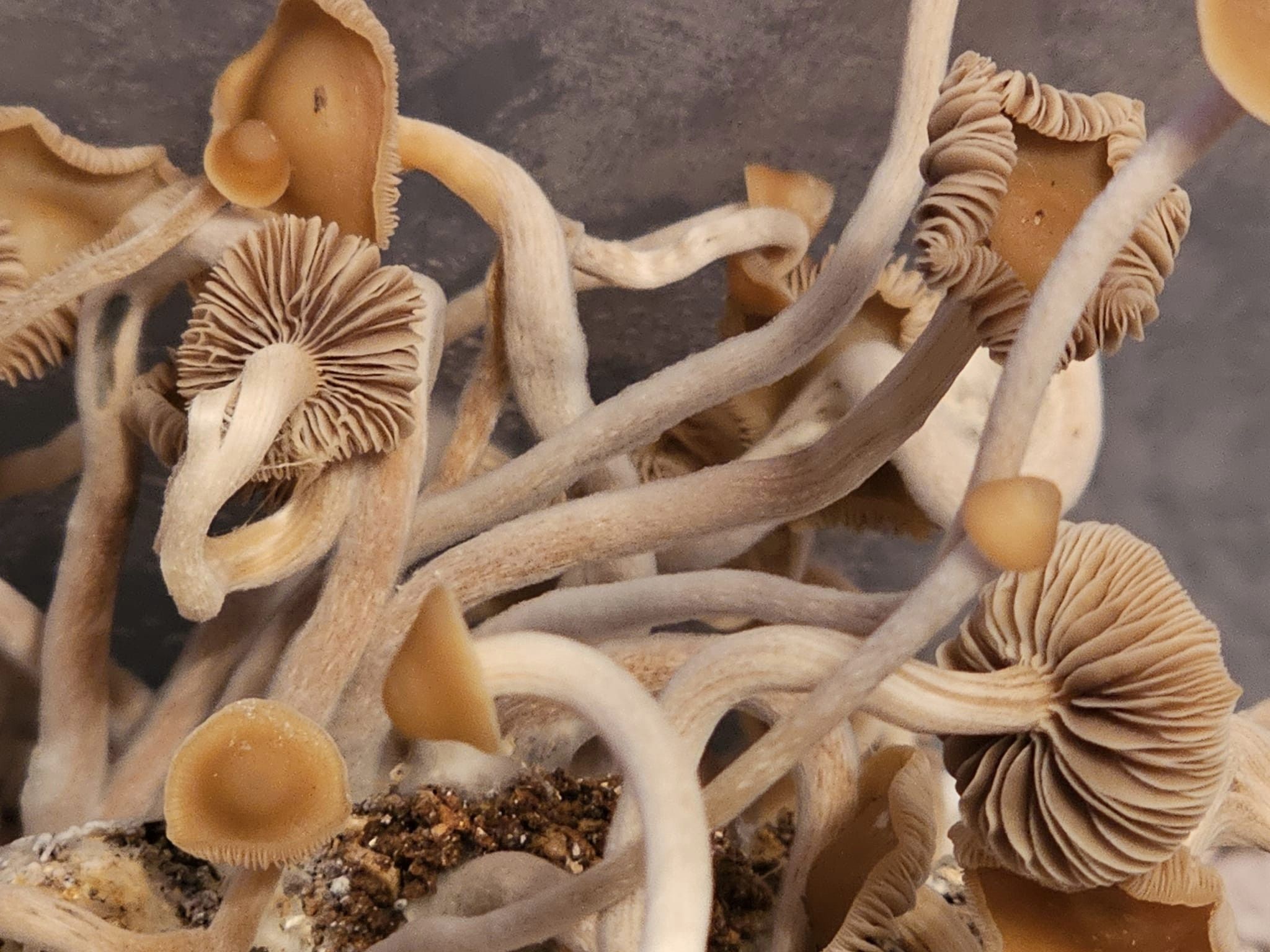 p. subtropicalis LC