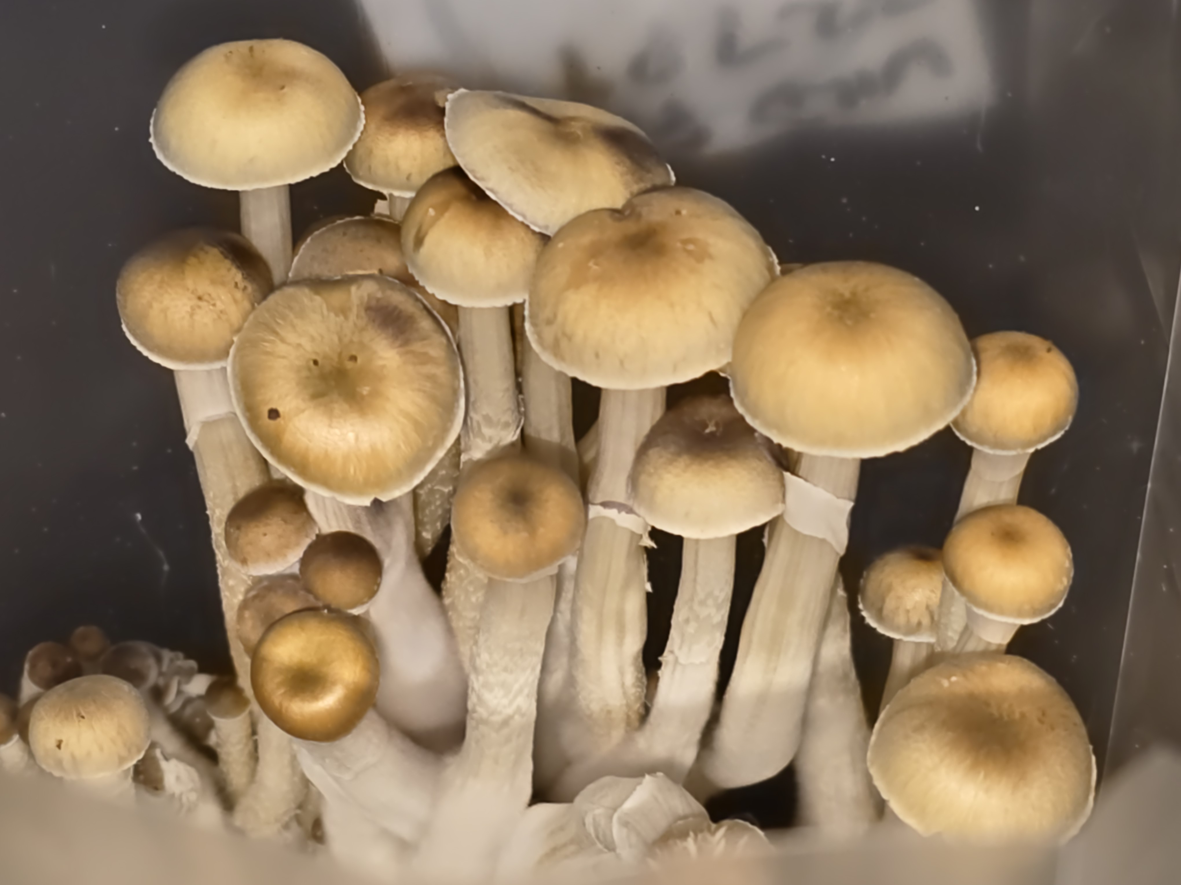 Orange County, Florida wild swabs