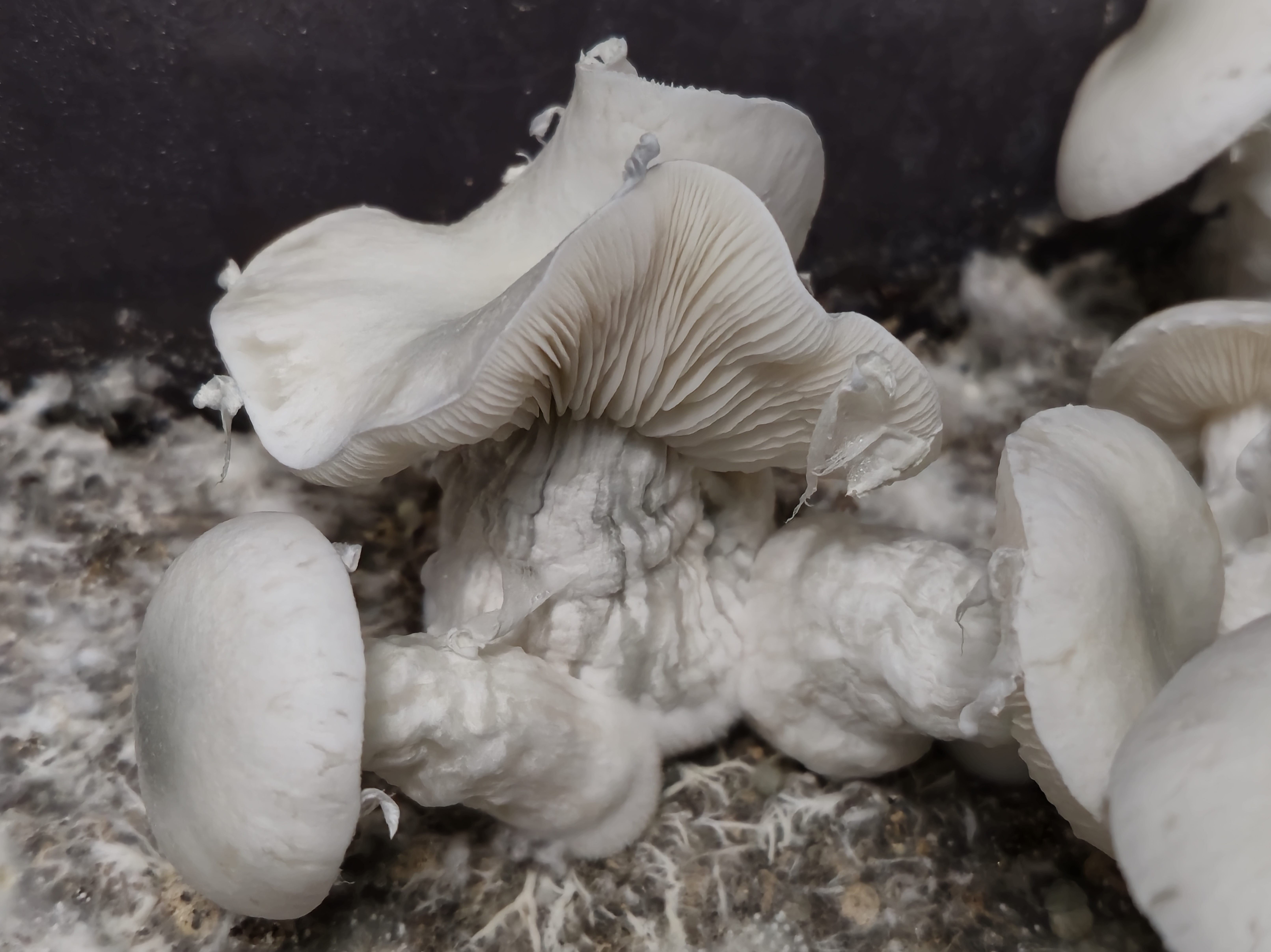 Albino Lamellae Majora swabs