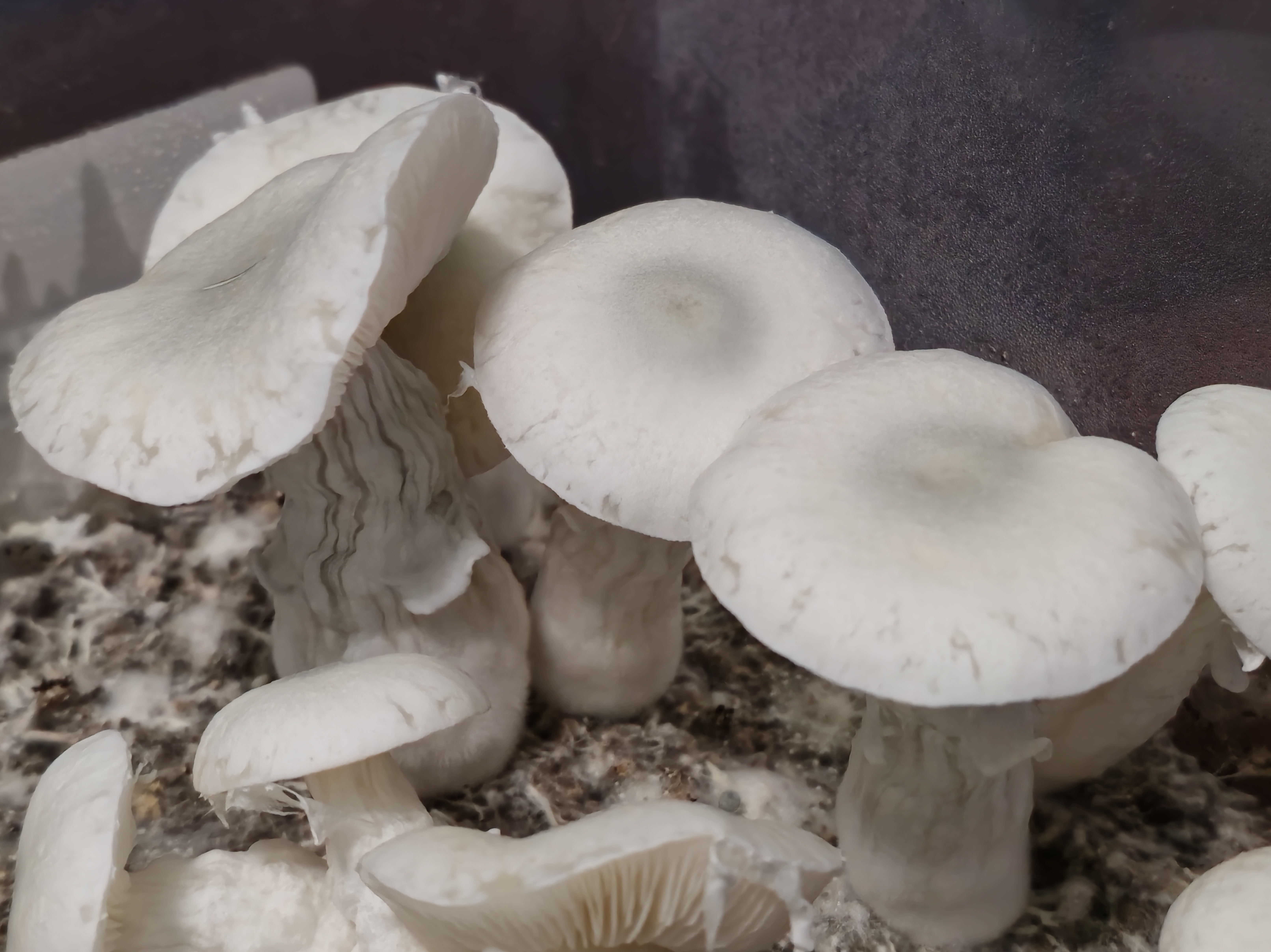 Albino Lamellae Majora swabs