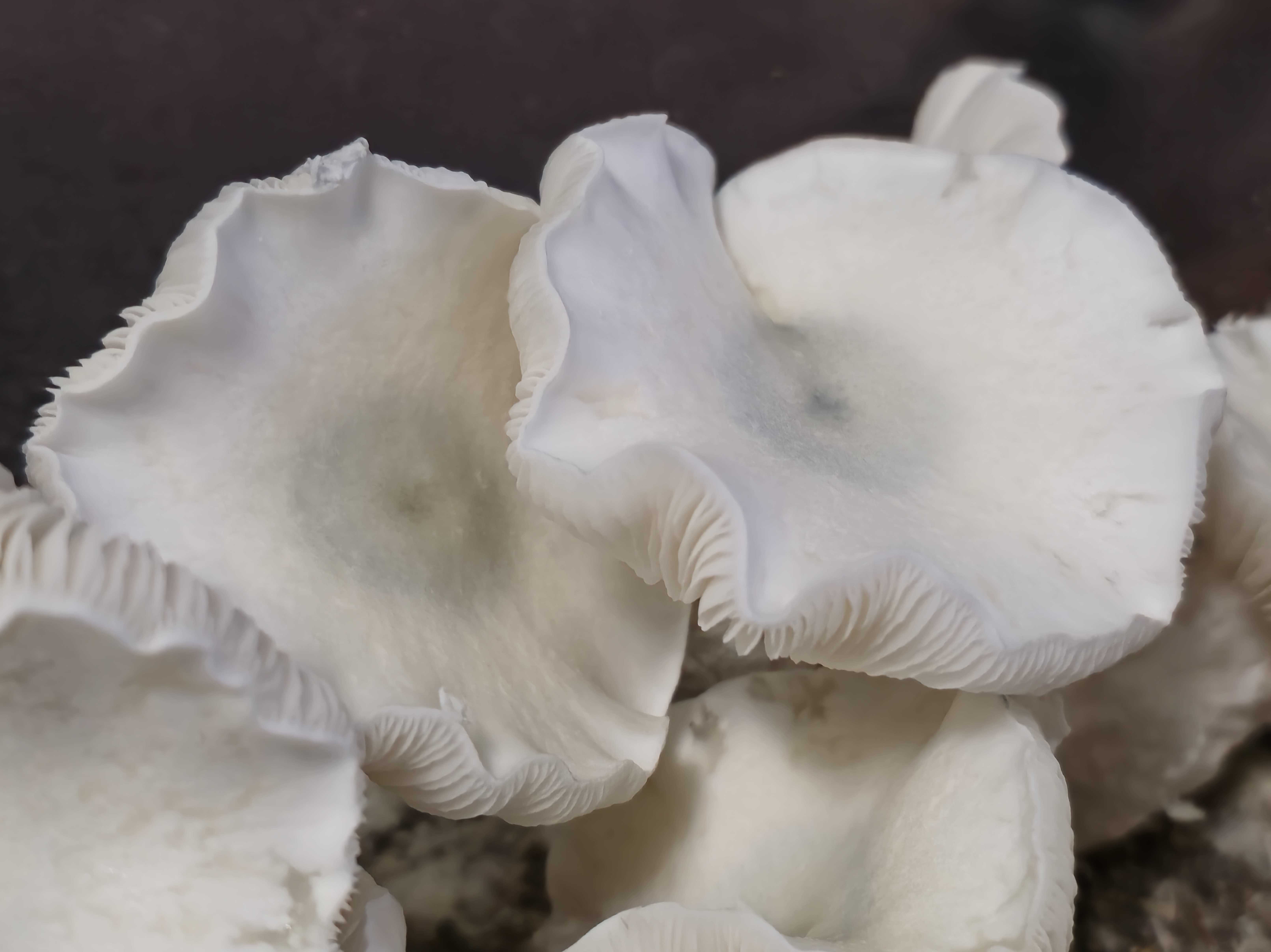 Albino Lamellae Majora swabs