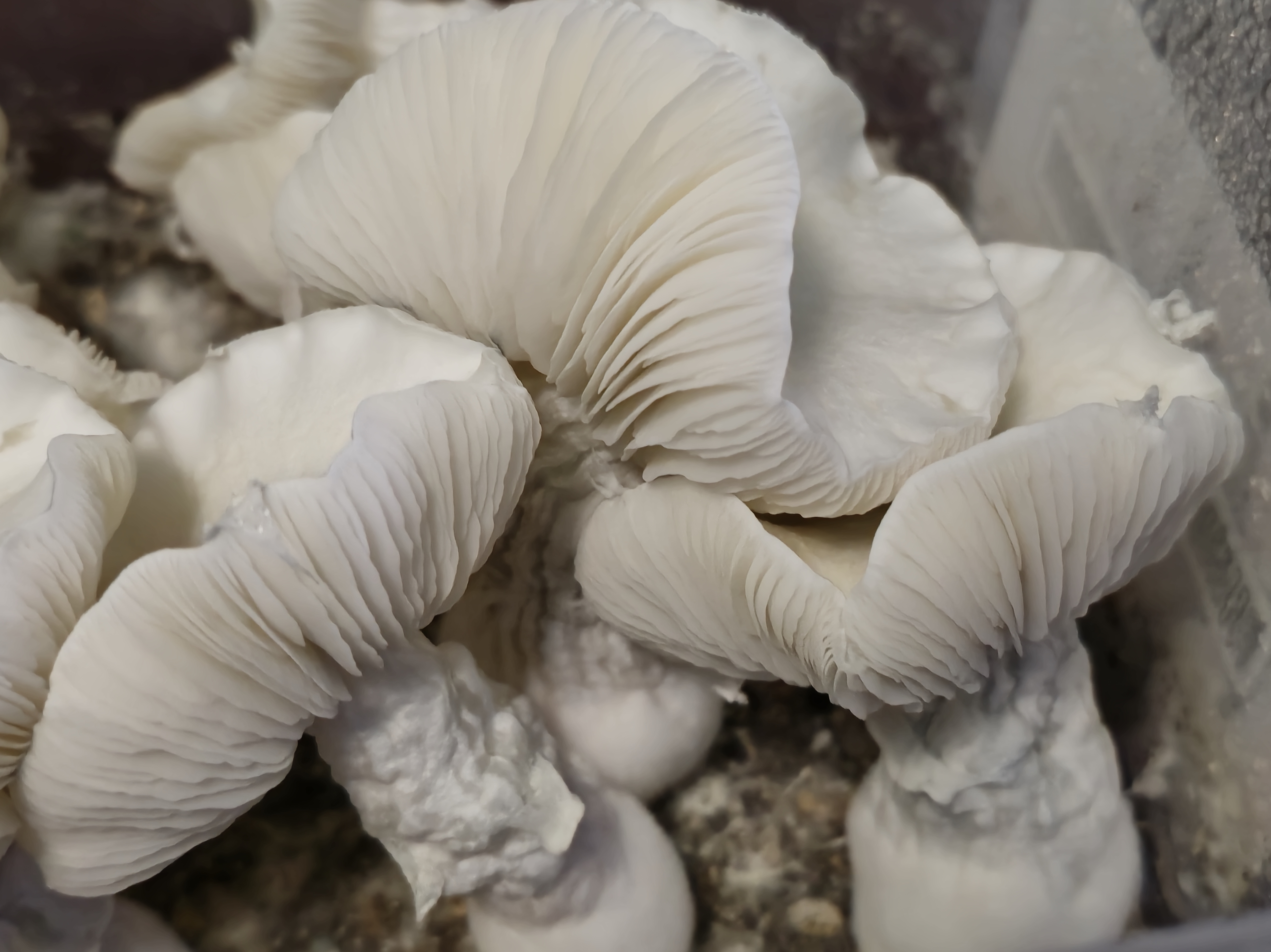 Albino Lamellae Majora swabs