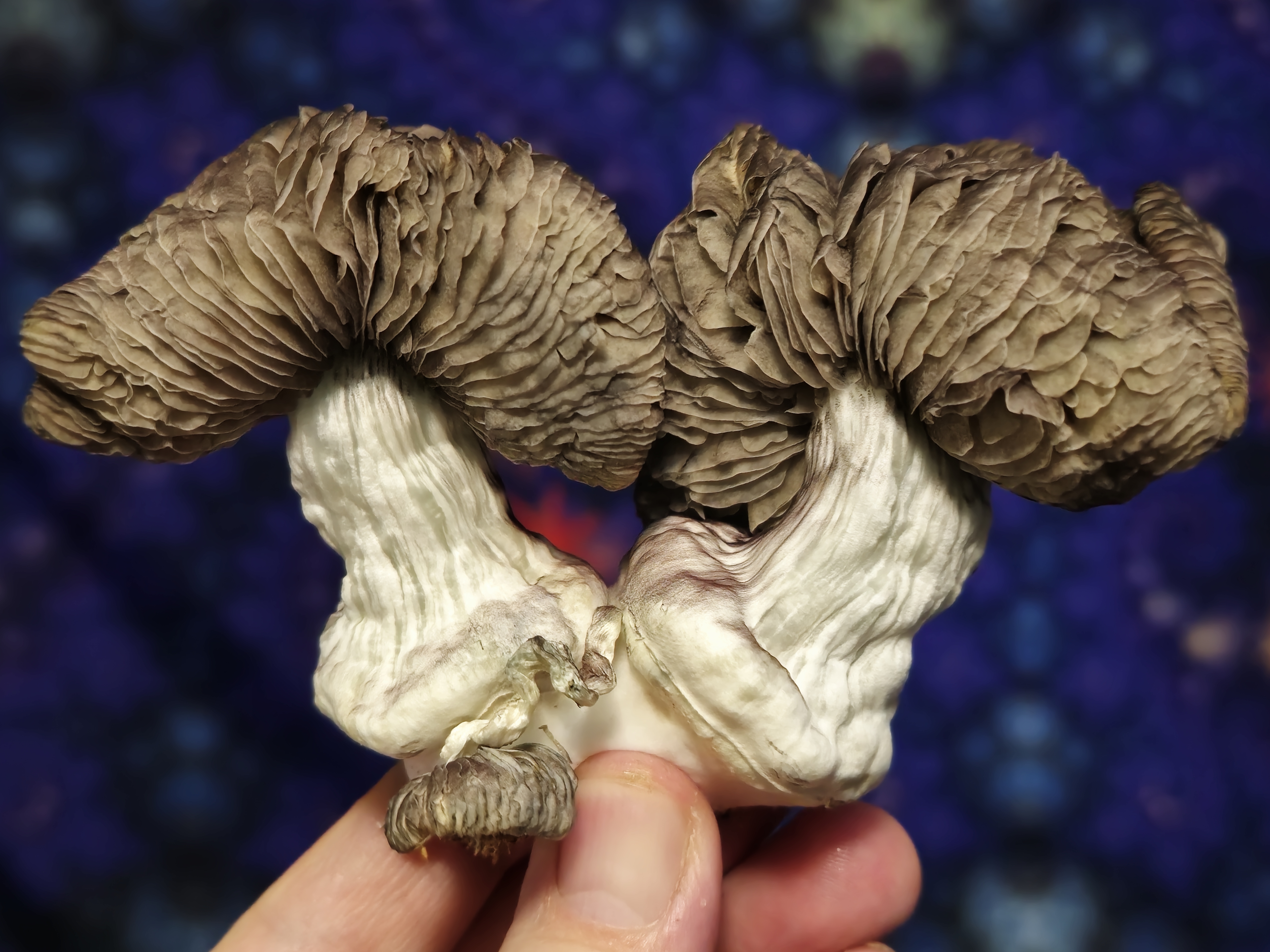 Chupacabra "Bulbous" swabs