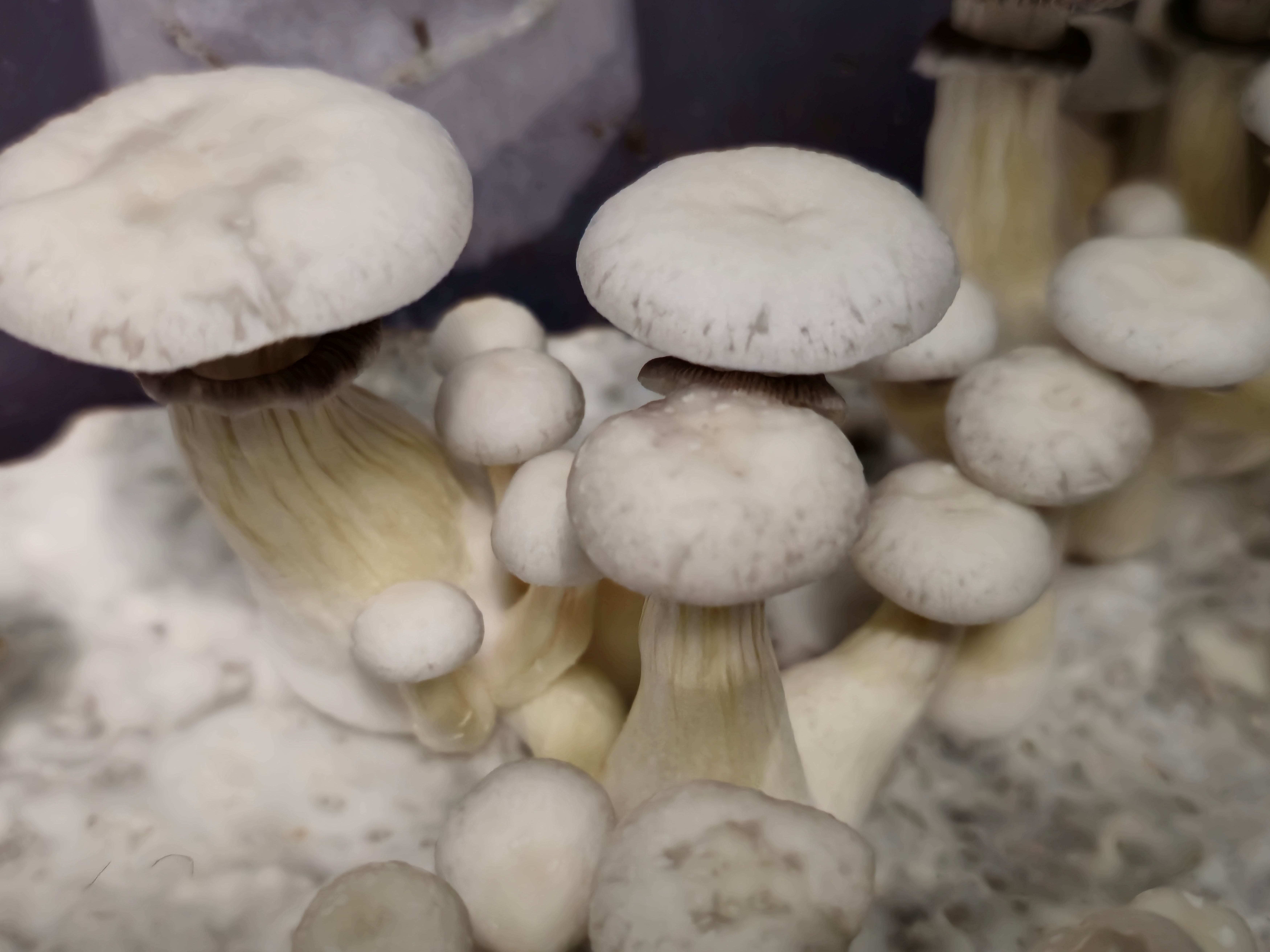 KSAT Lucy spore print