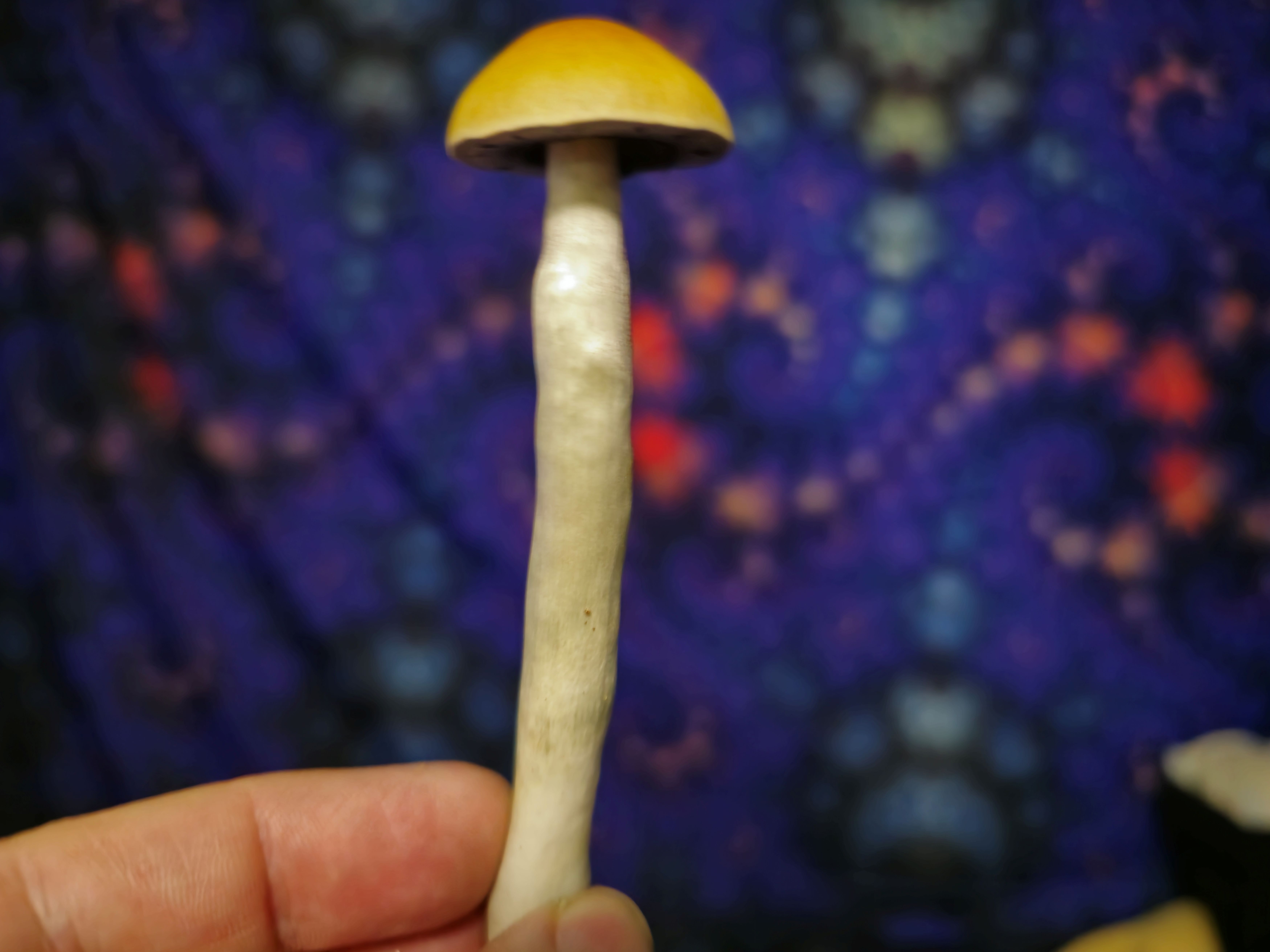 Siskiyou spore print