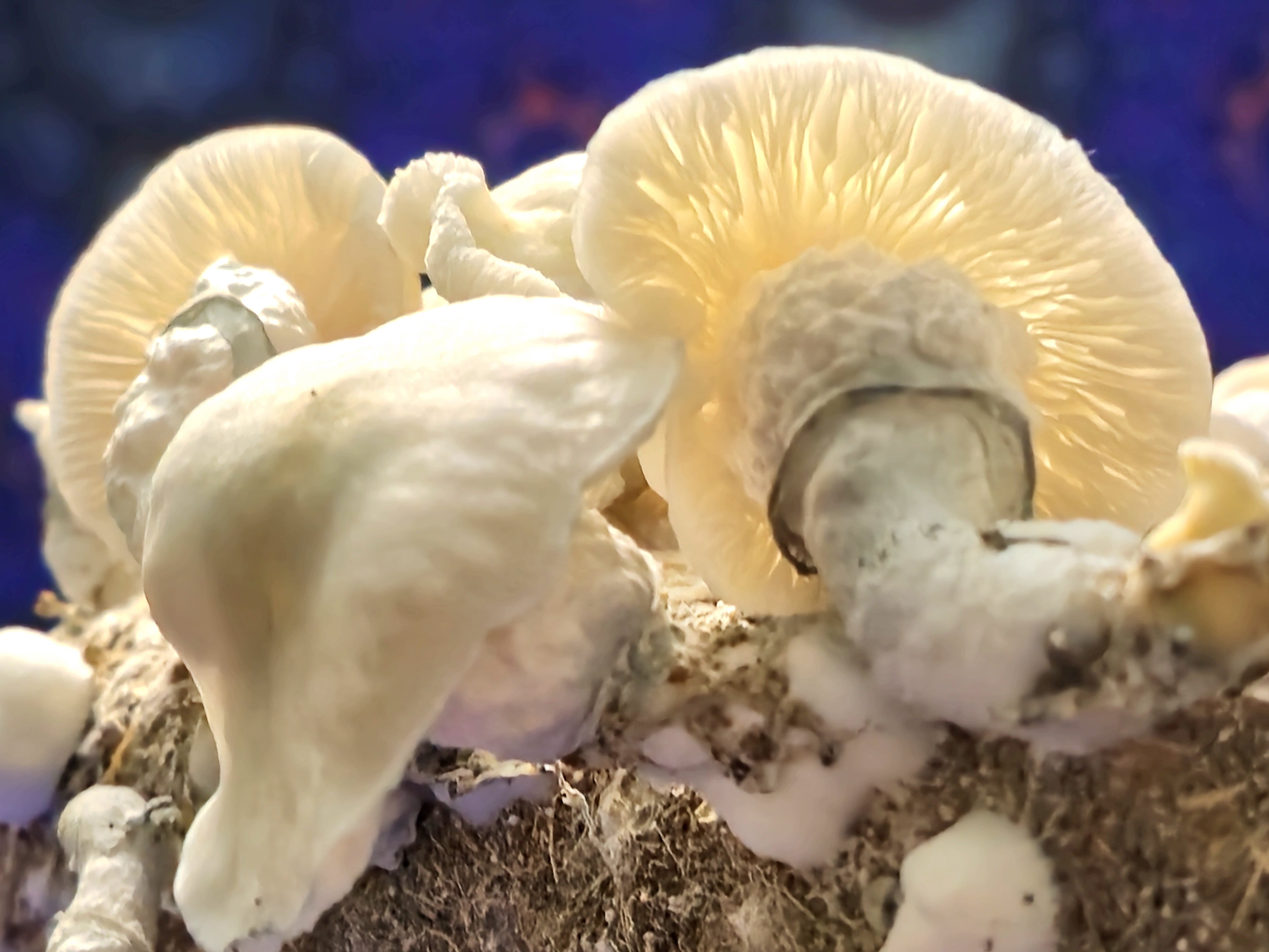 Meximelts Albino