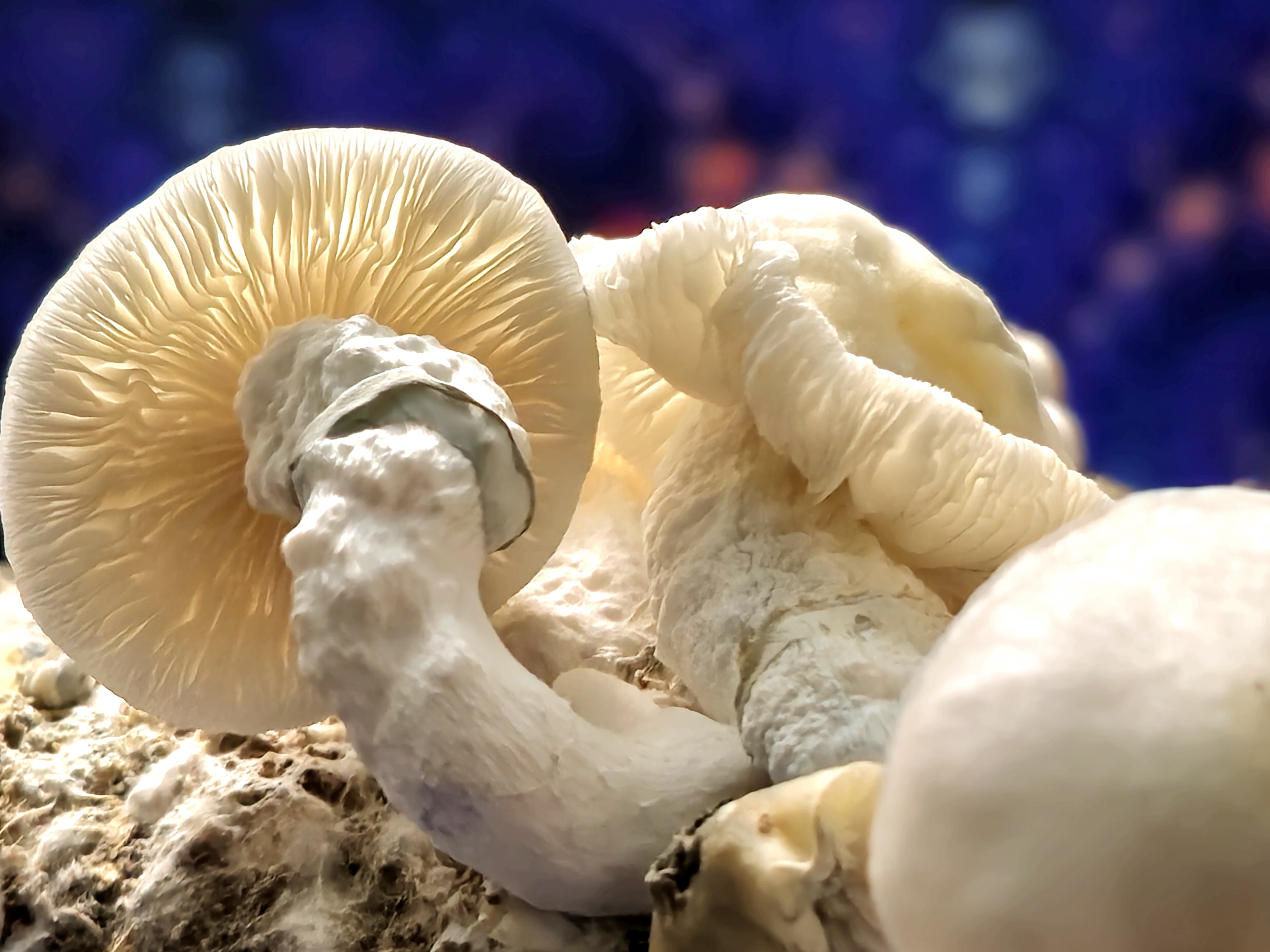Meximelts Albino