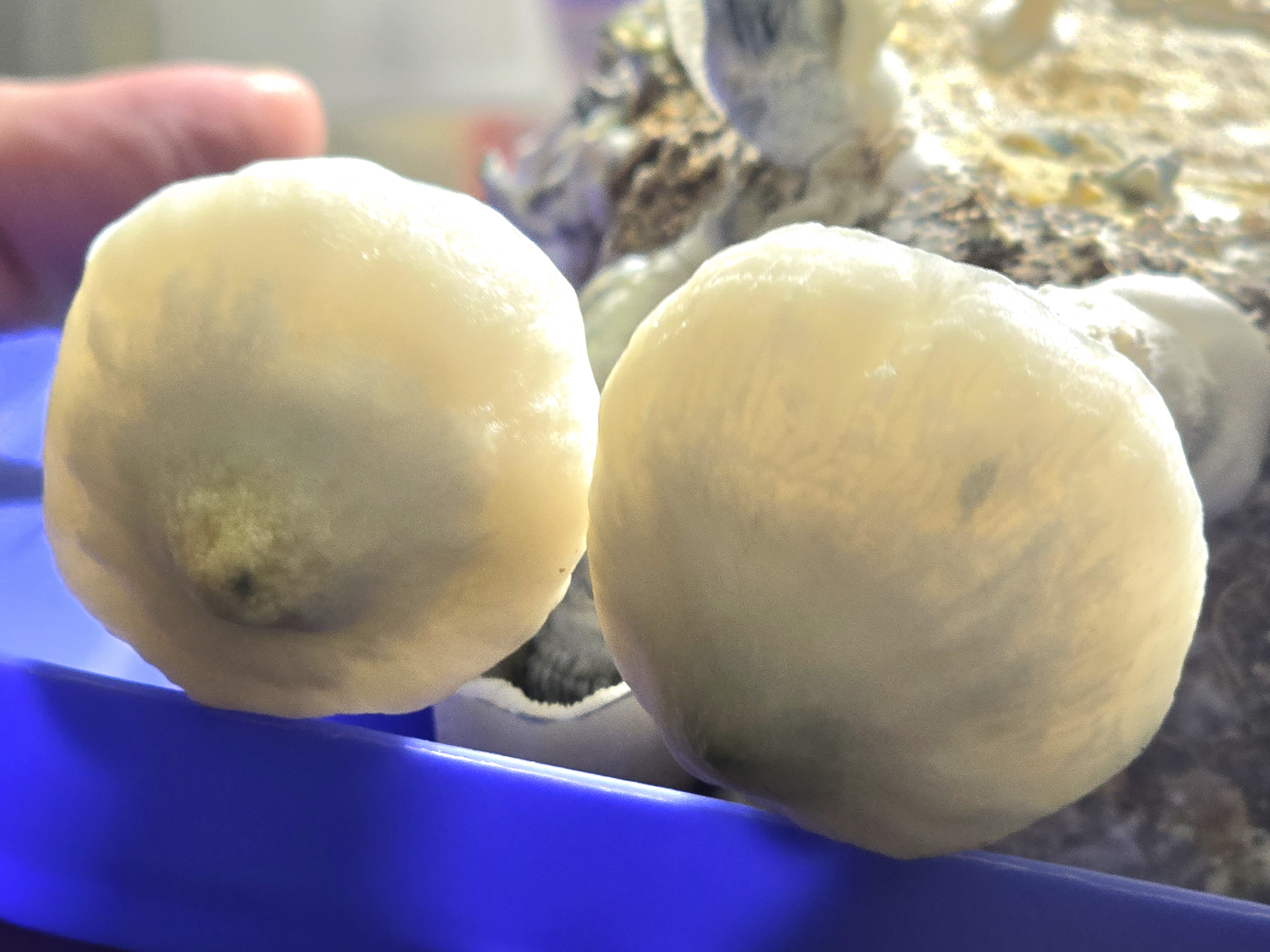 Meximelts Albino