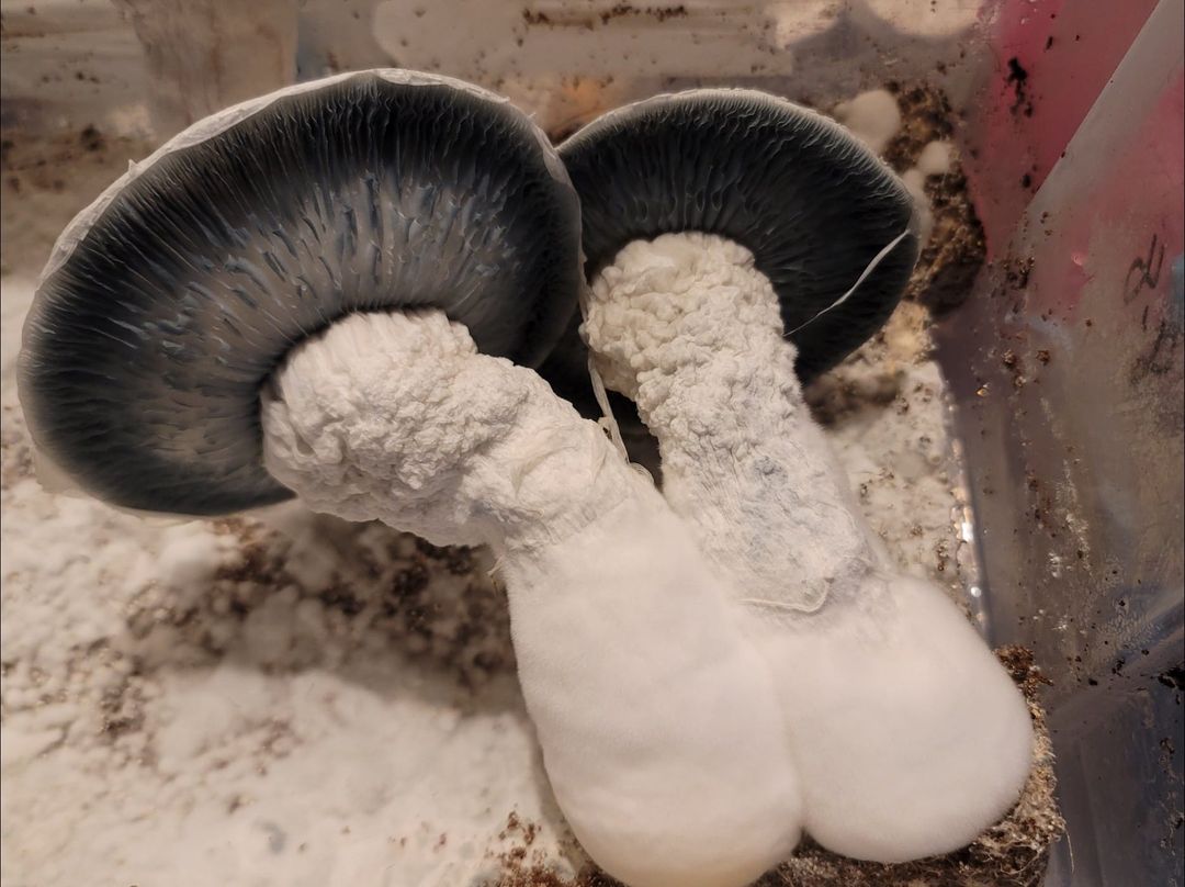 Albino Crooked Mystery