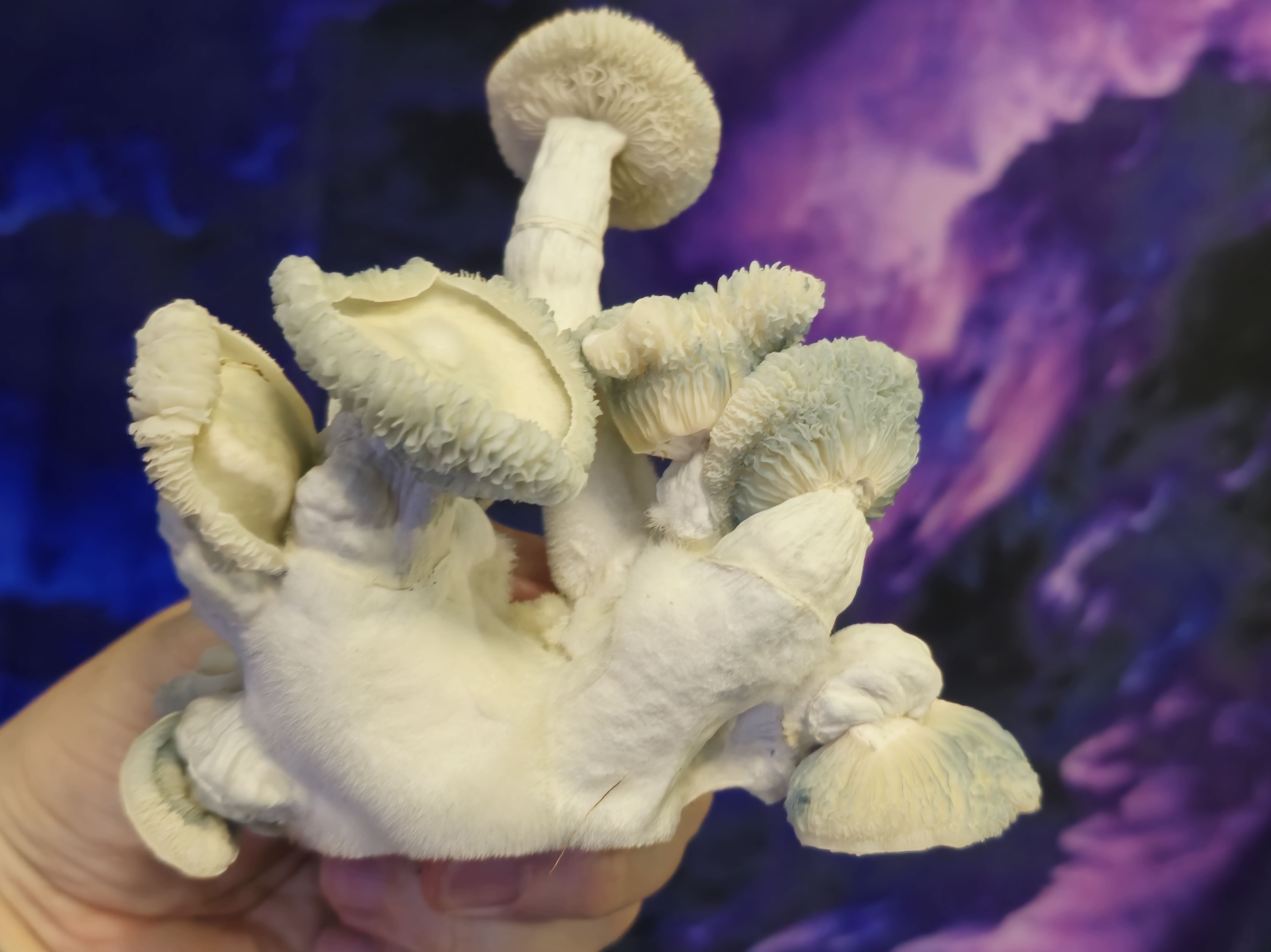 Albino Chocolate Krinkle LC